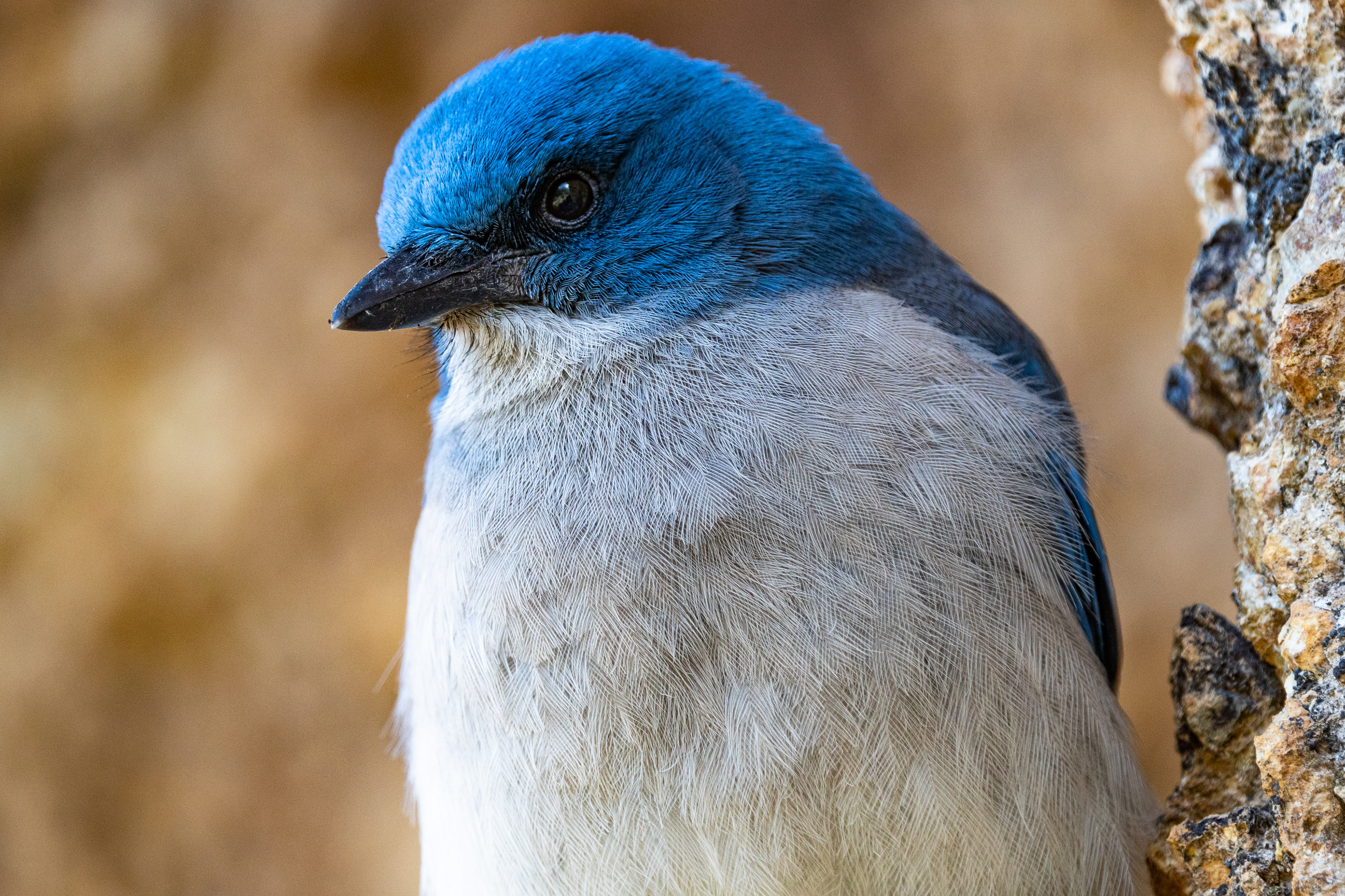 Mexican Jay