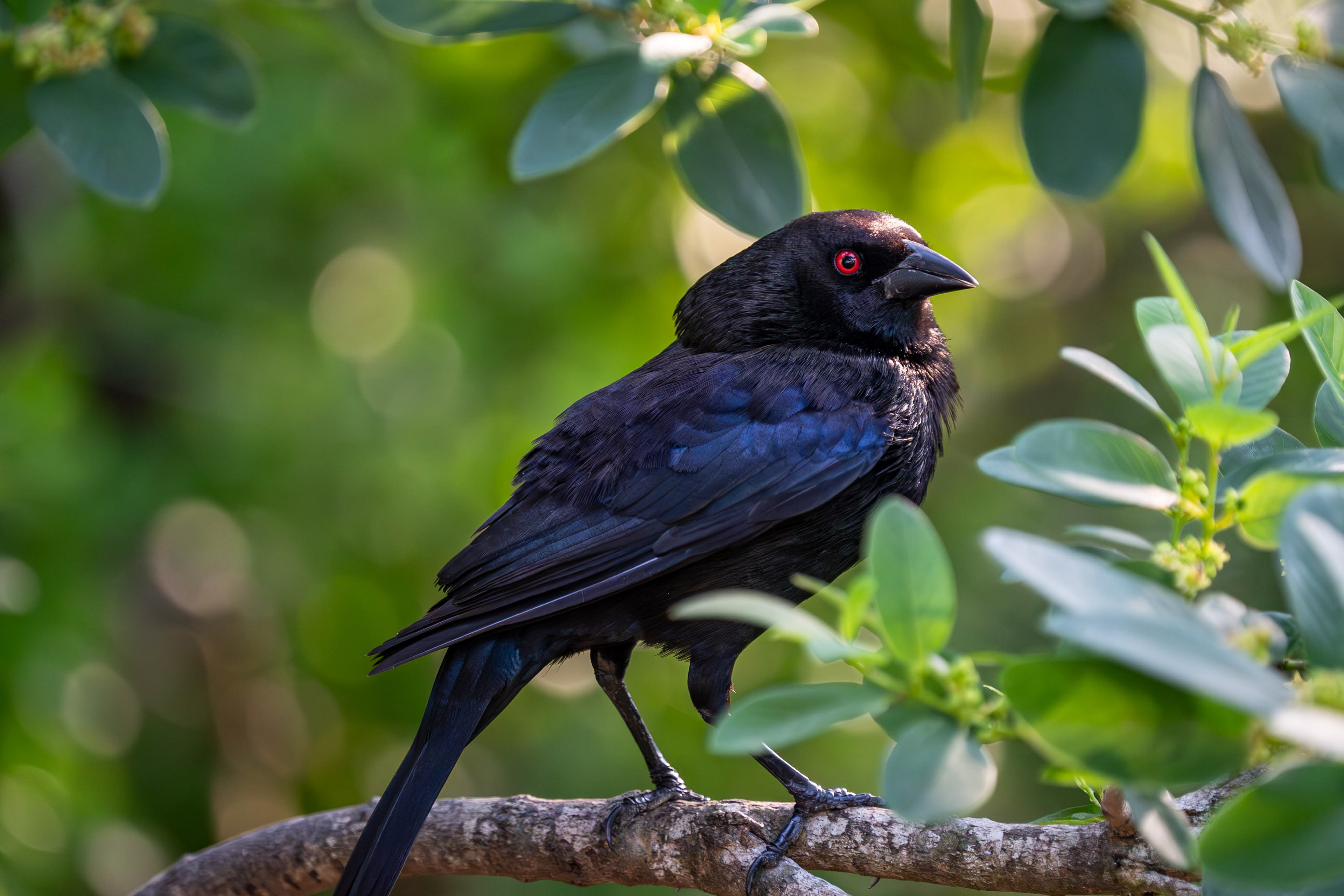 Bronzed Cowbird