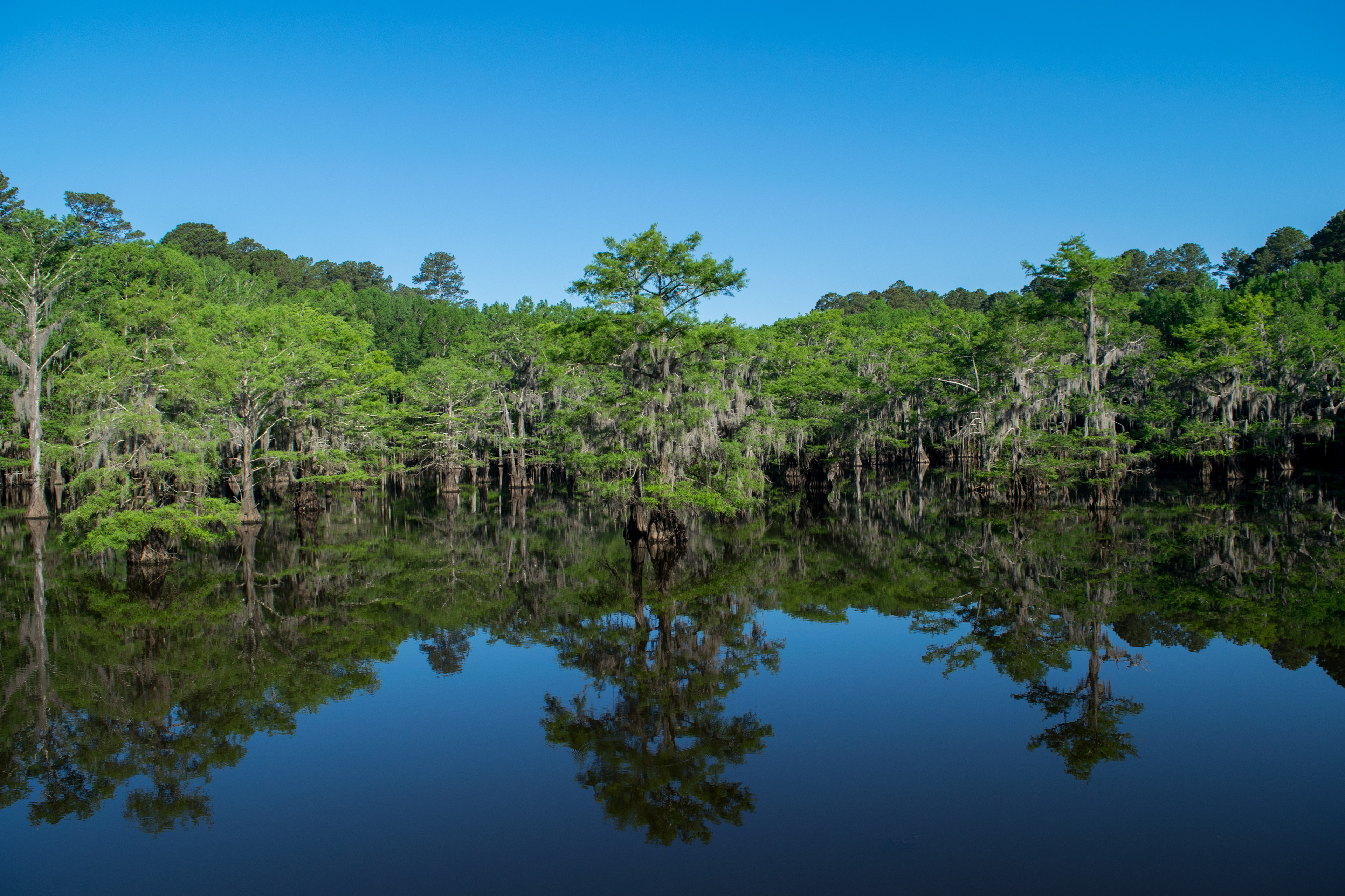 Caddo Lake SP: Karnack, TX