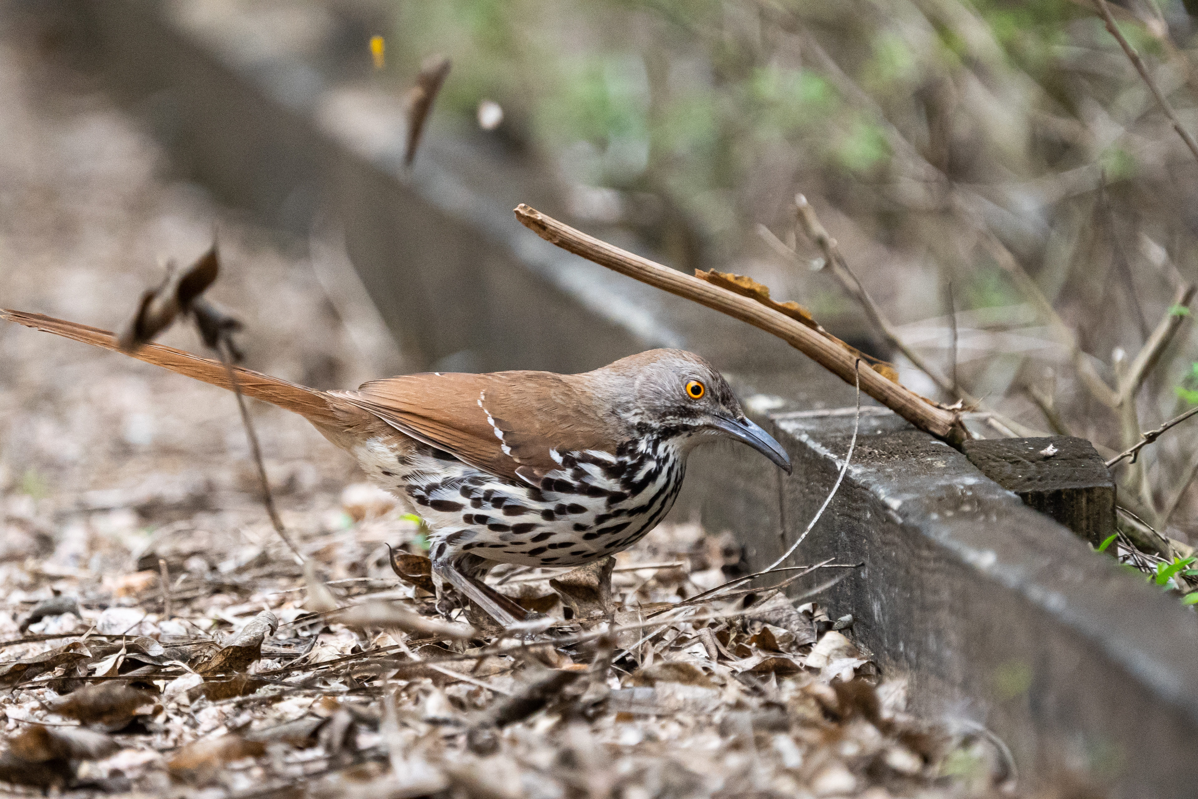 Long-billed Thrasher