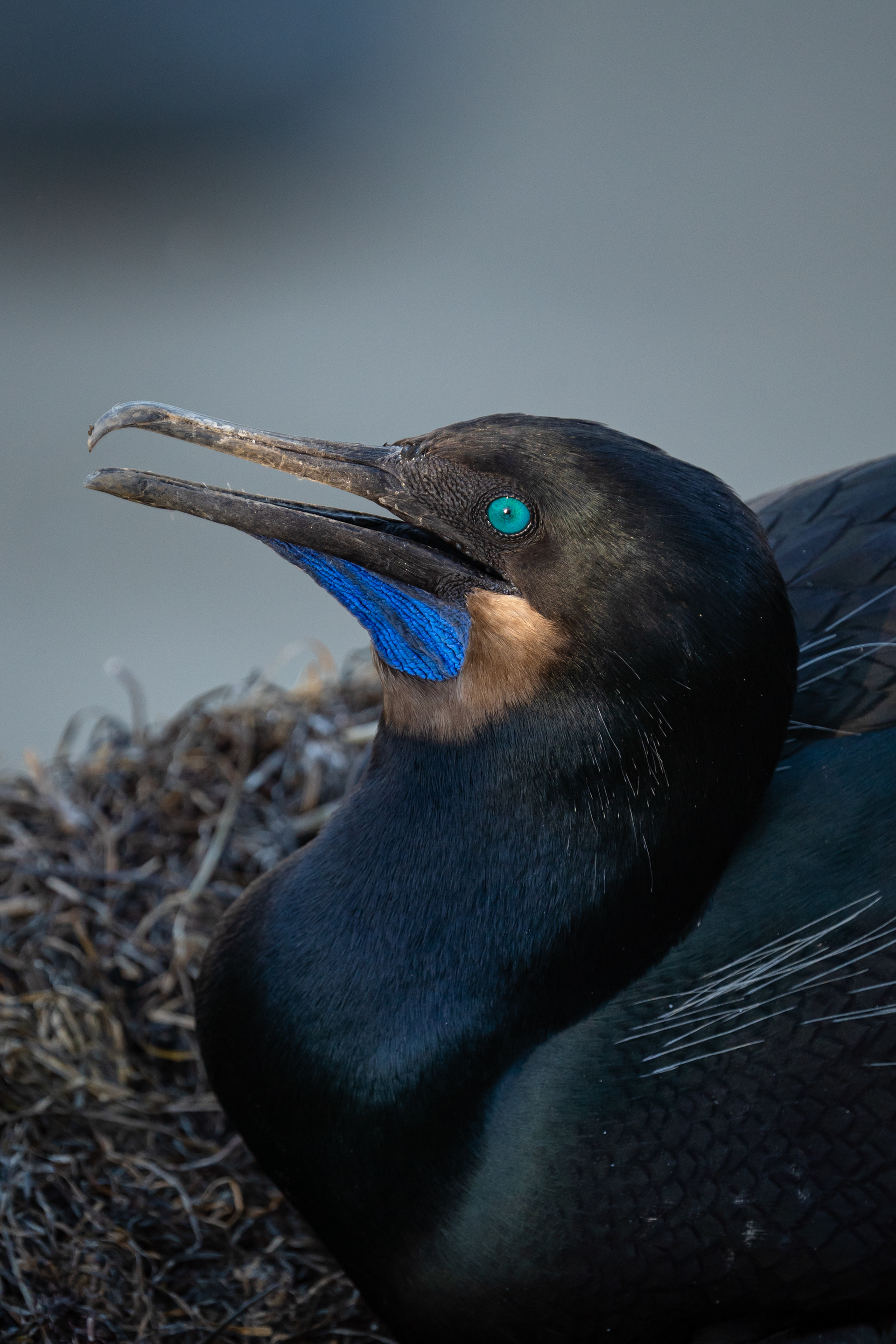 Brandt's Cormorant