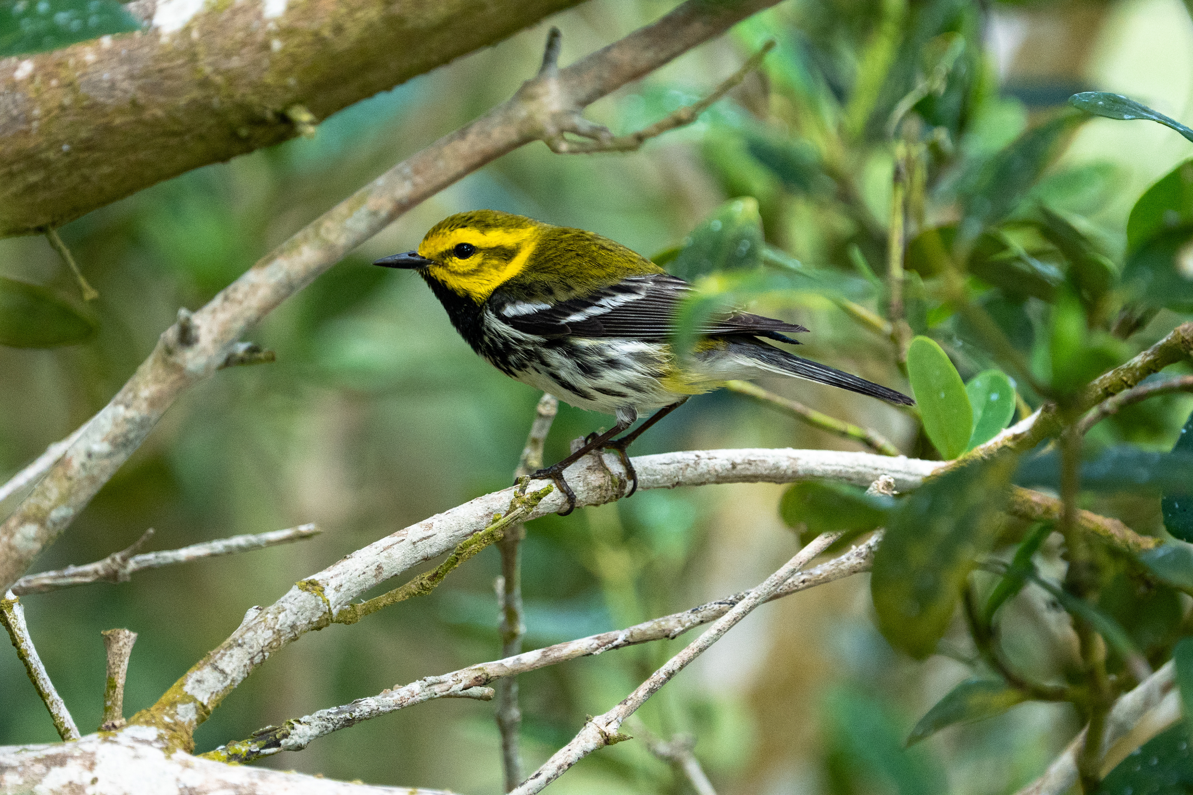 Black-throated Green Warbler