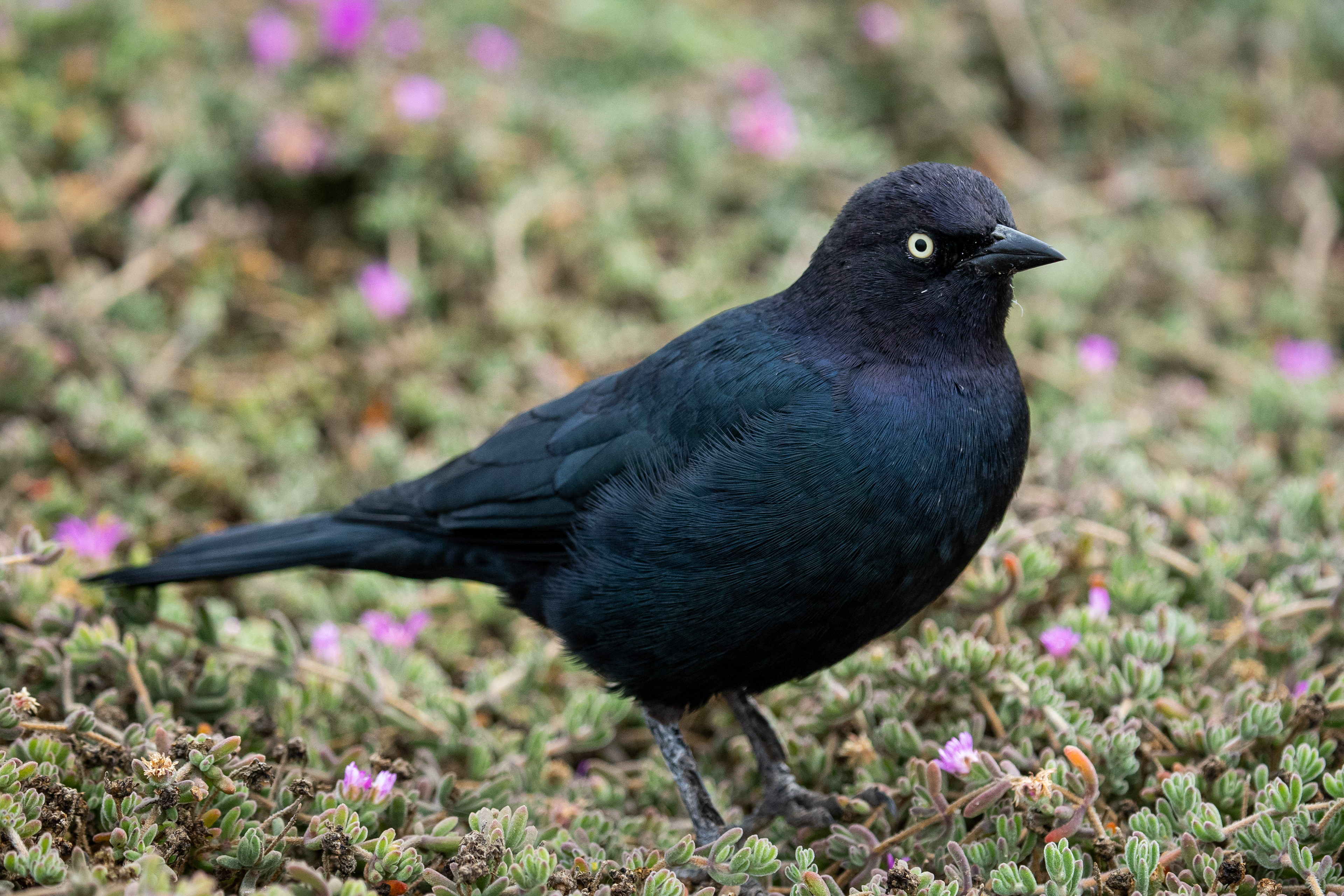 Brewer's Blackbird