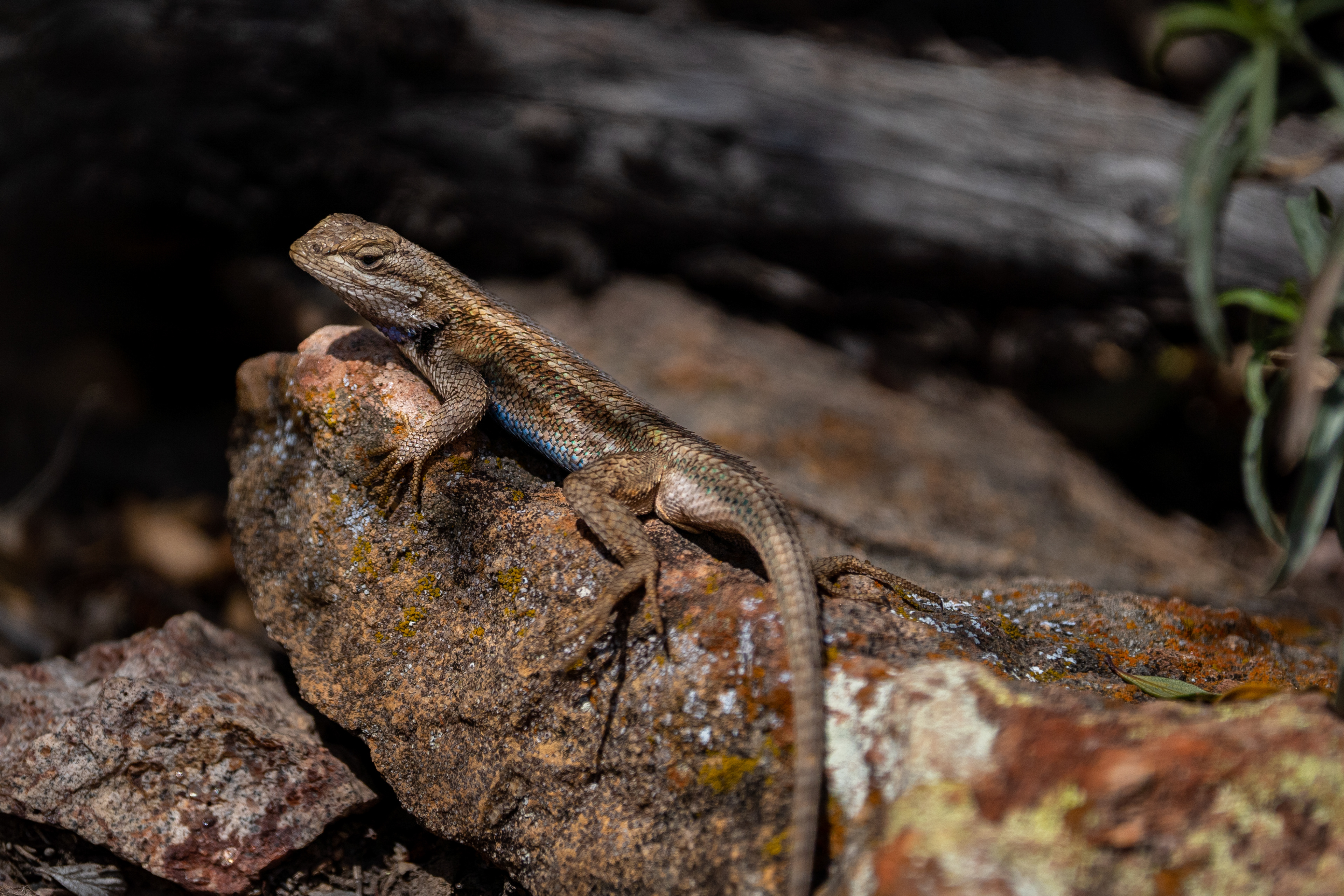 Southwestern Fence Lizard