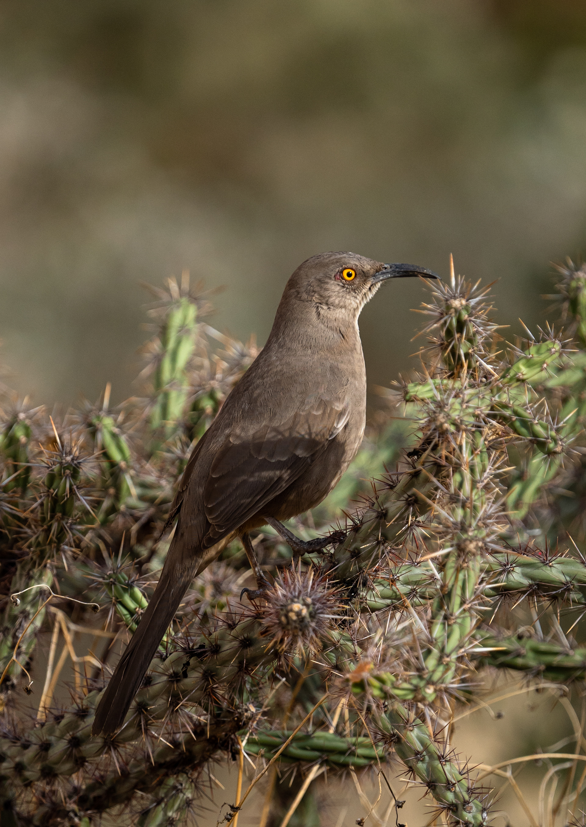 Curve-billed Thrasher