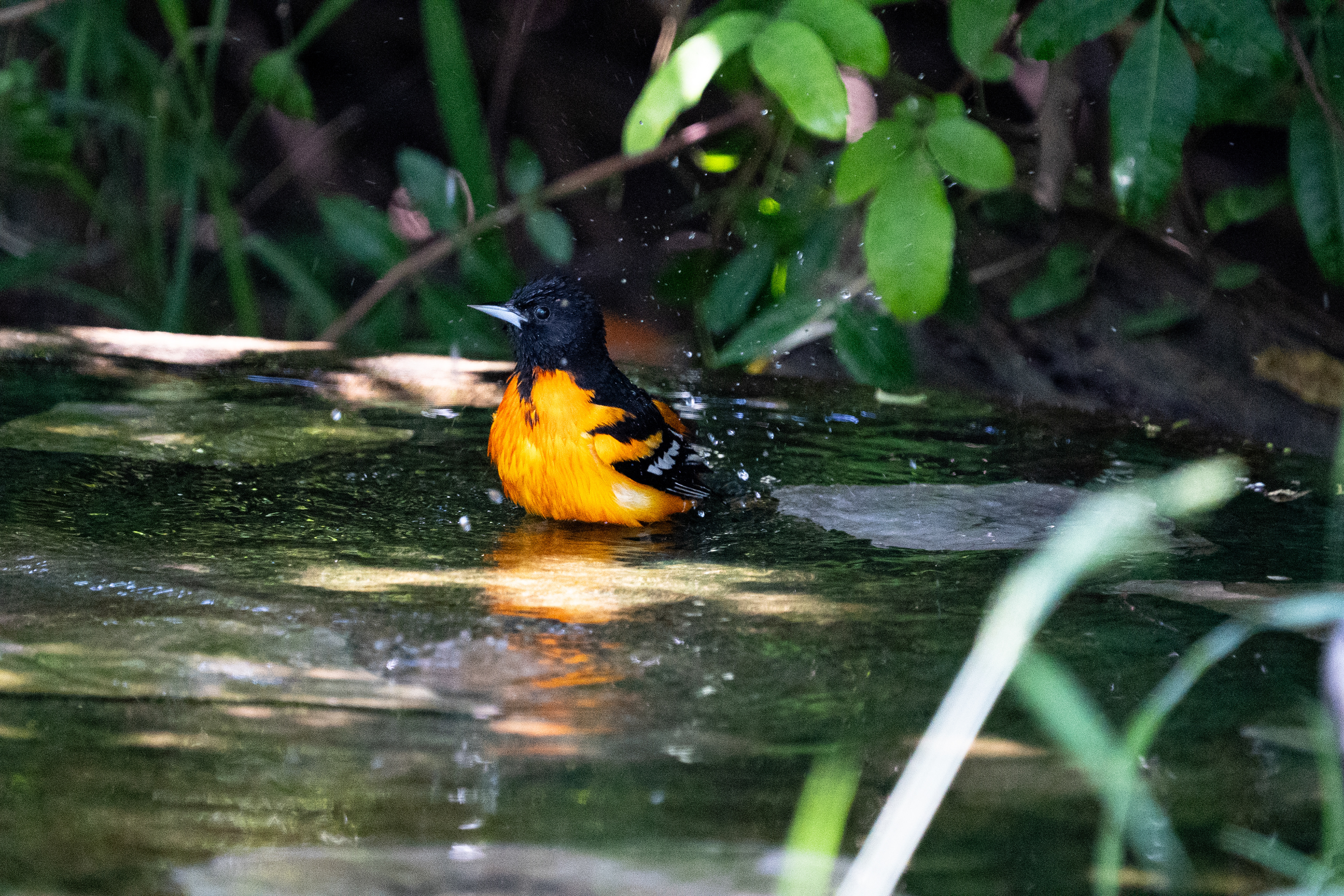 Baltimore Oriole