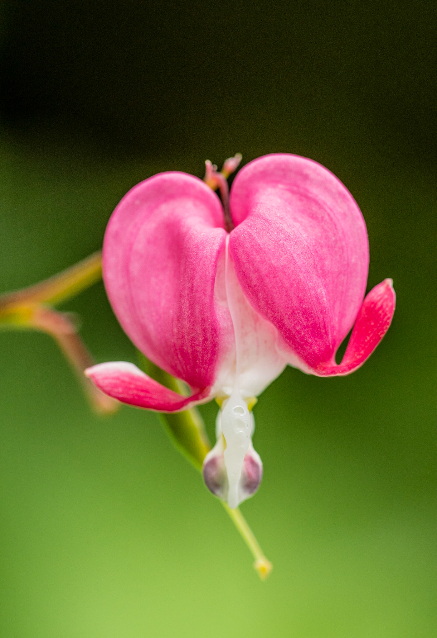 Bleeding Heart