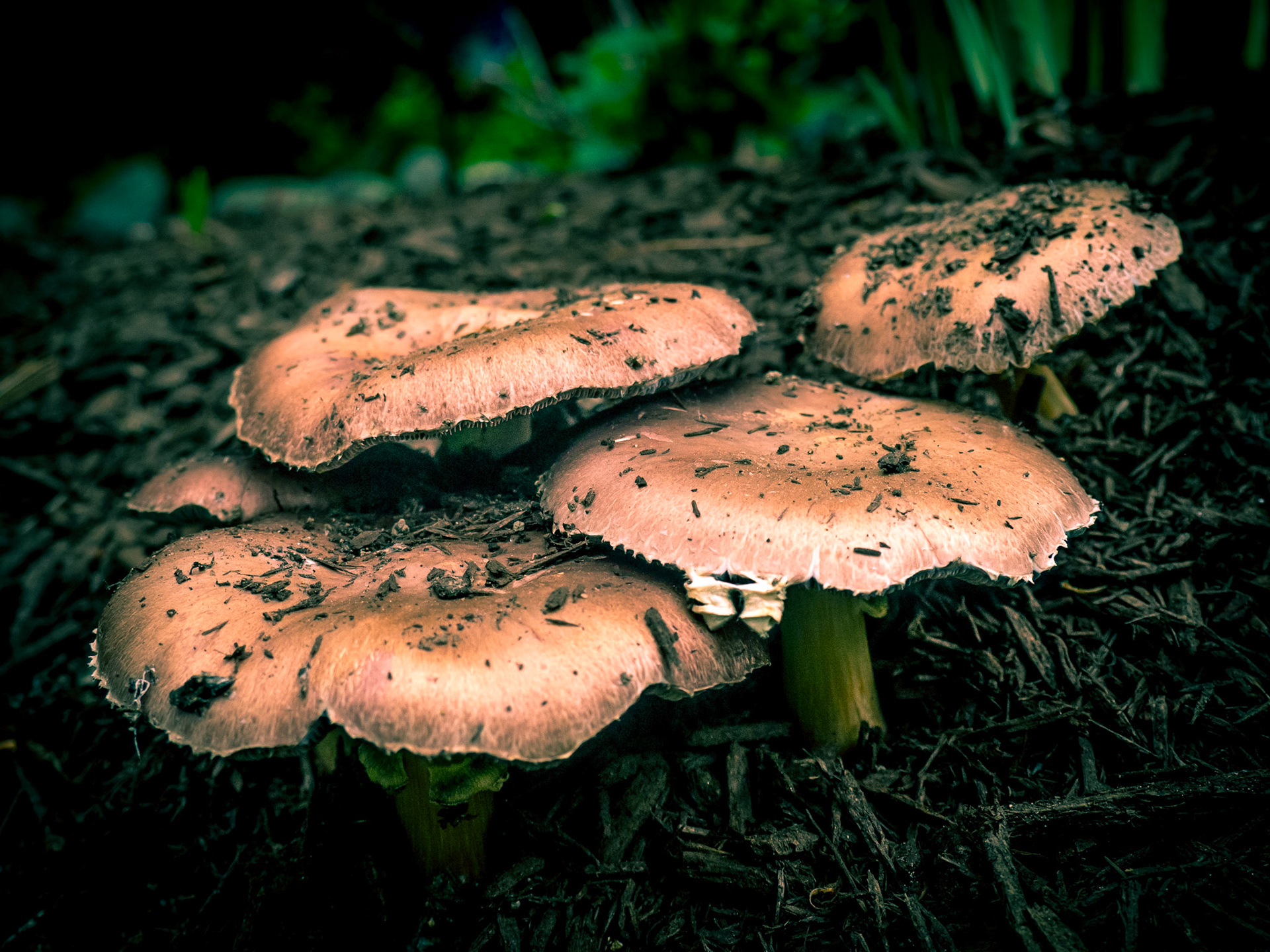 OLYMPUS DIGITAL CAMERA