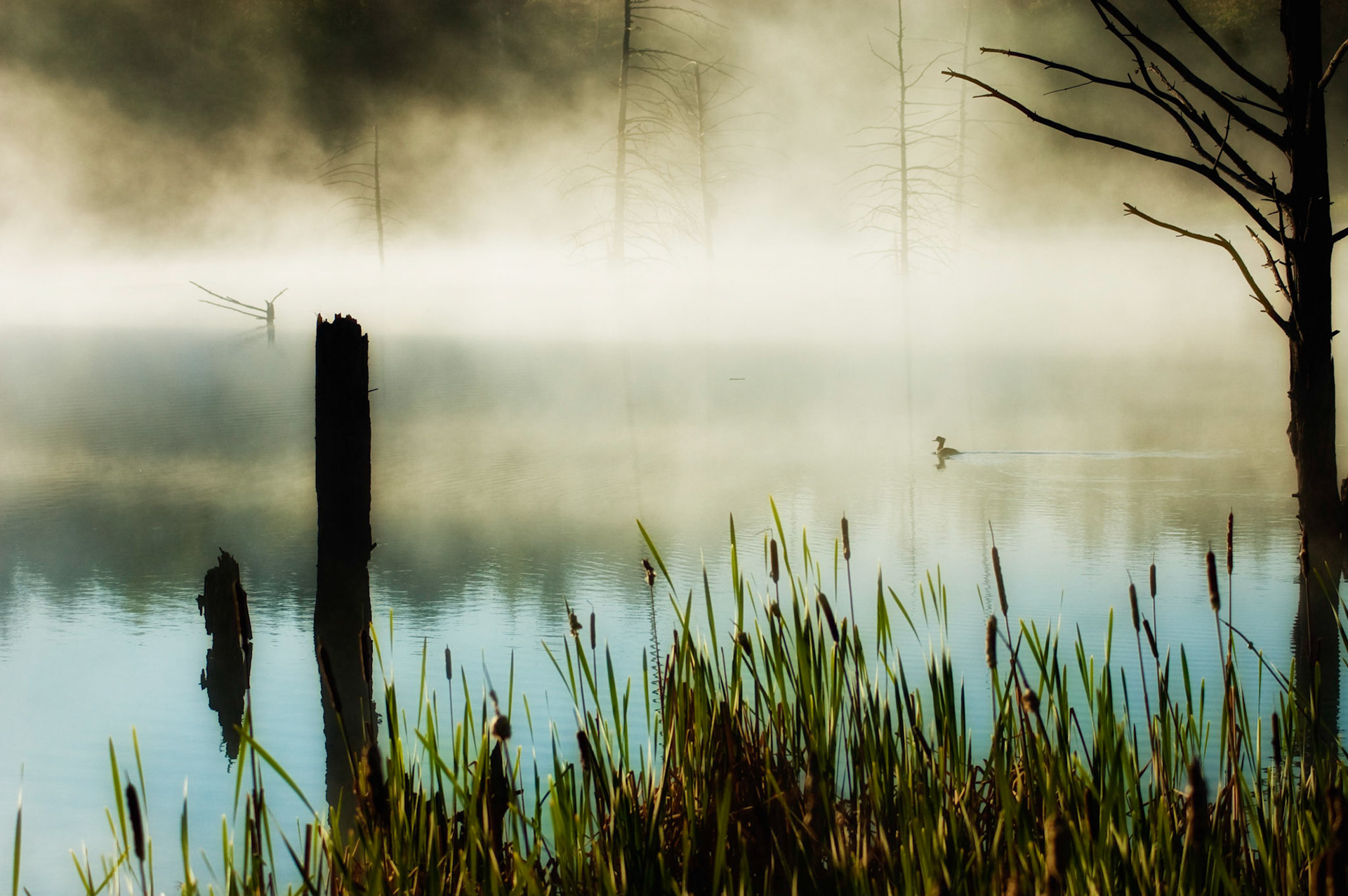 Duck in the mist