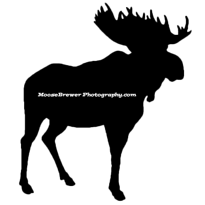 Moose Brewer Photography