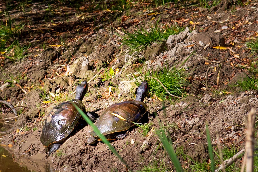 Turtle Pair