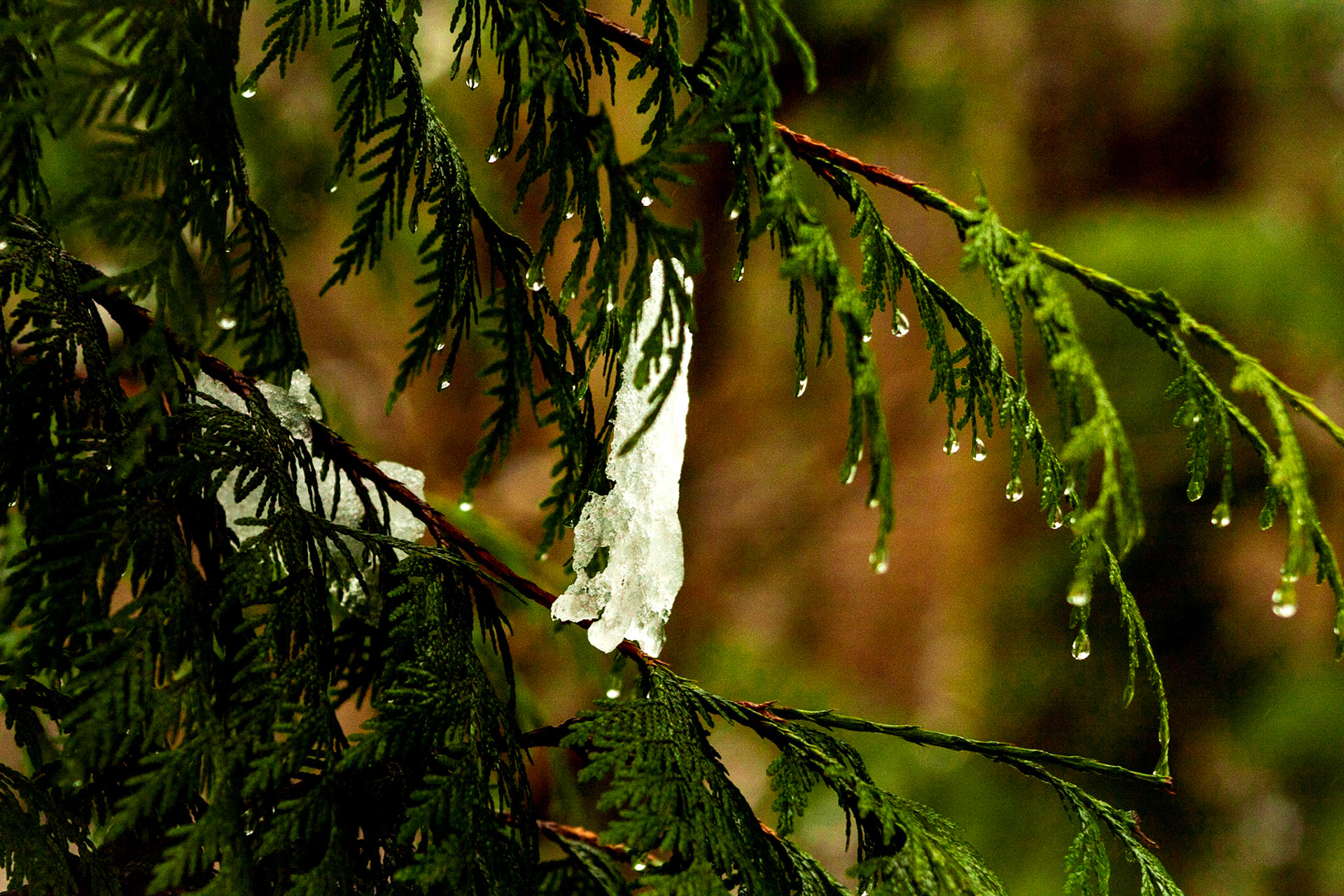 Snow is Hanging On