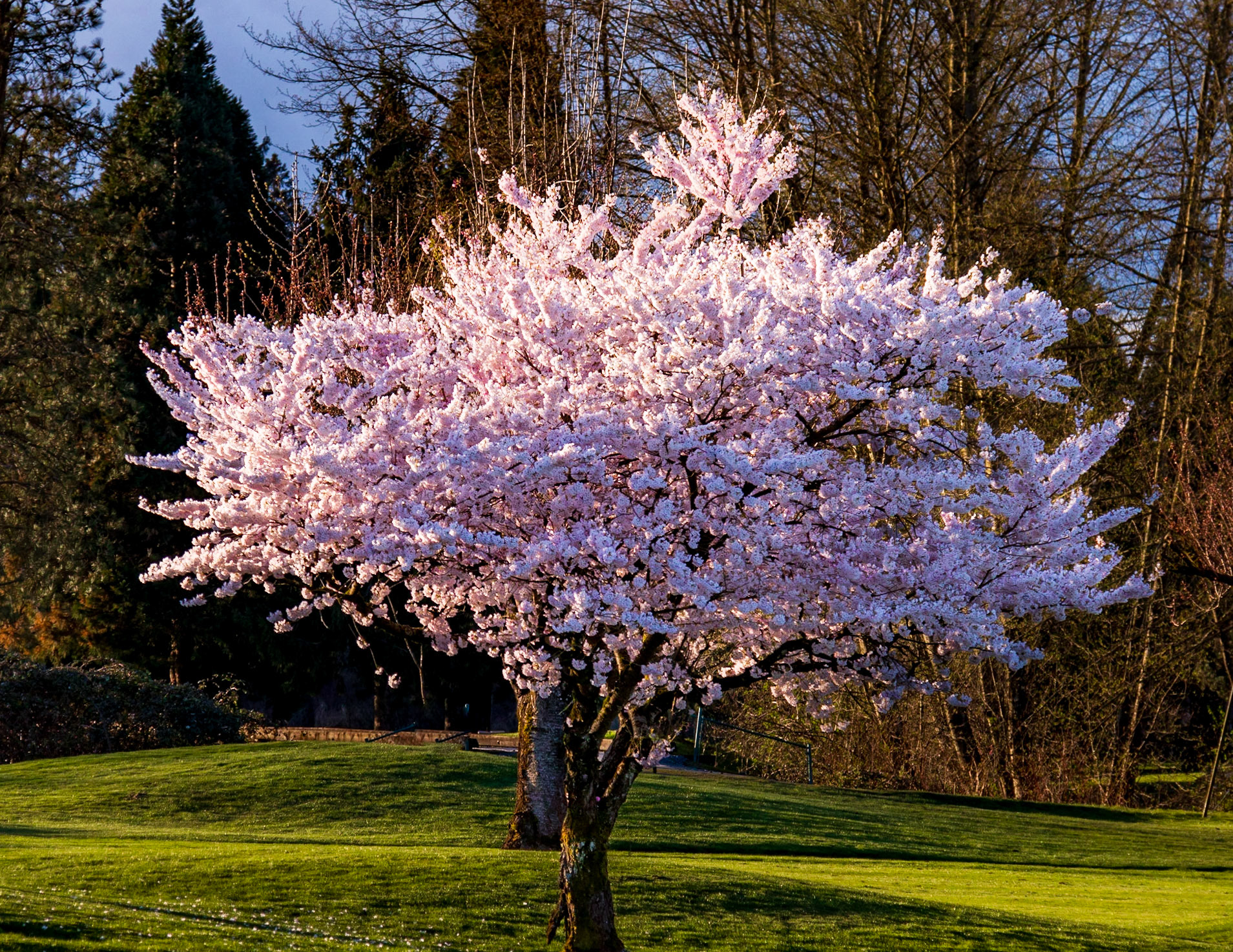 Cherry Blossoms