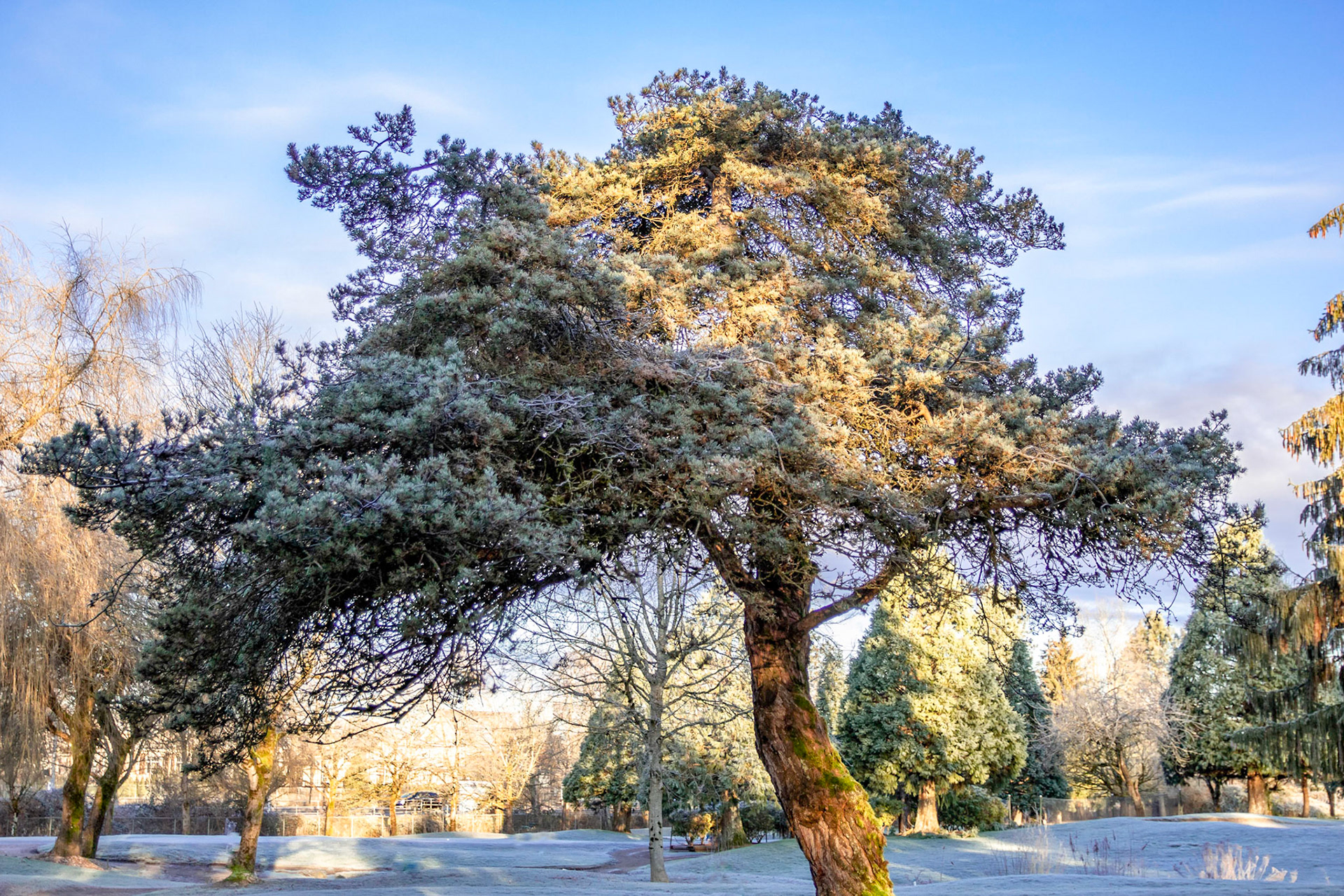 Frosty Fir