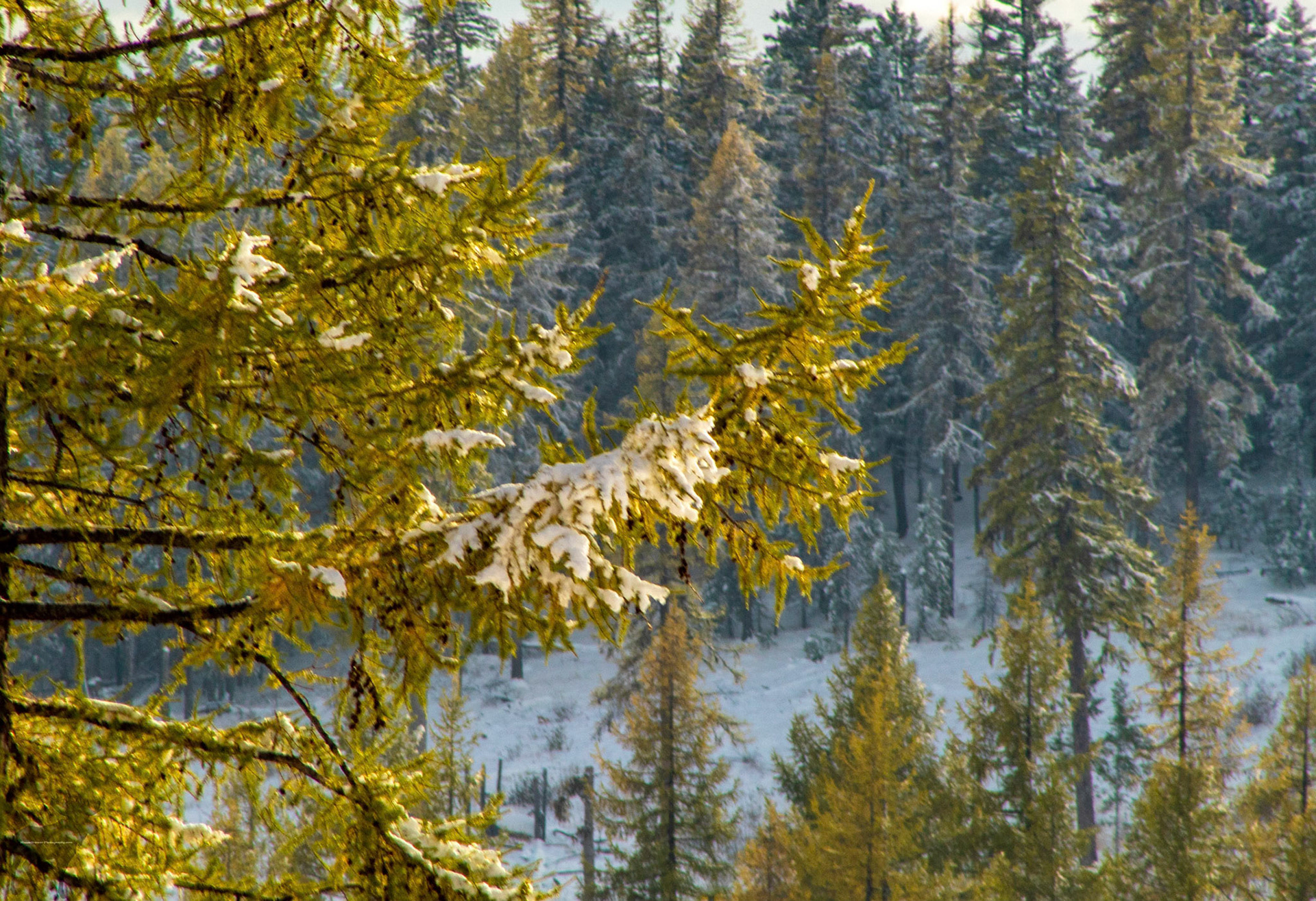 Snowy Tree