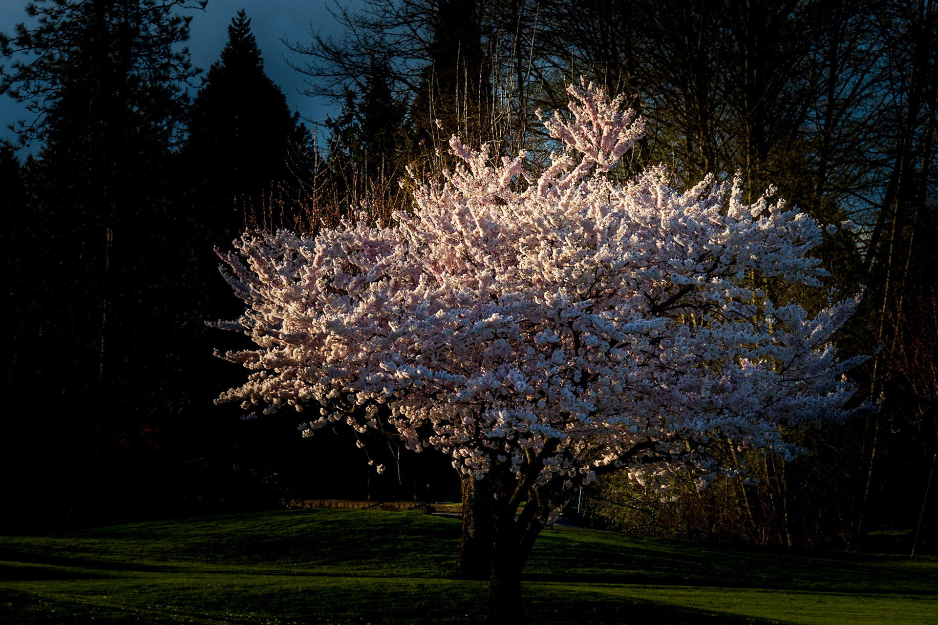 Cherry Blossoms