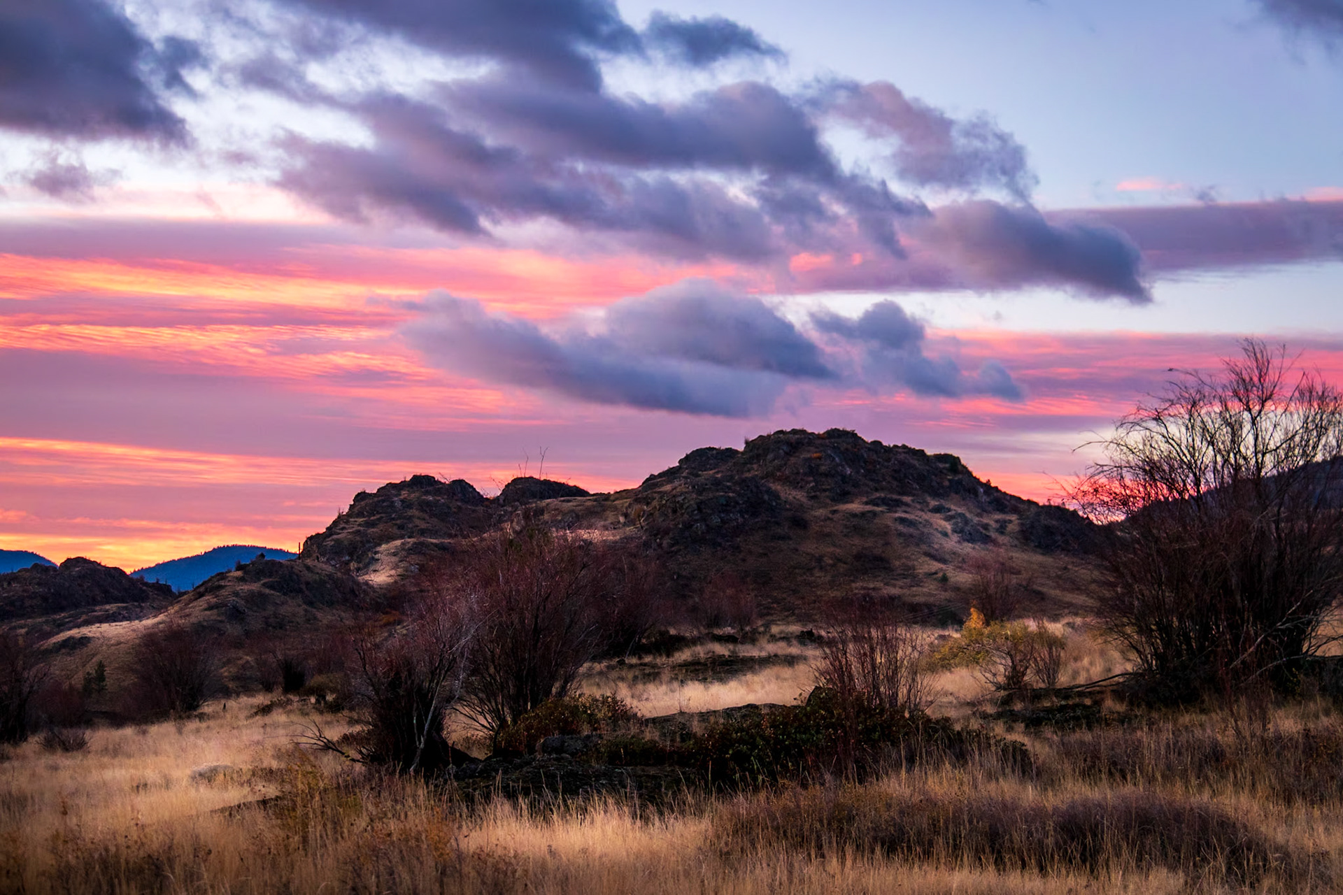 Sage at Dawn