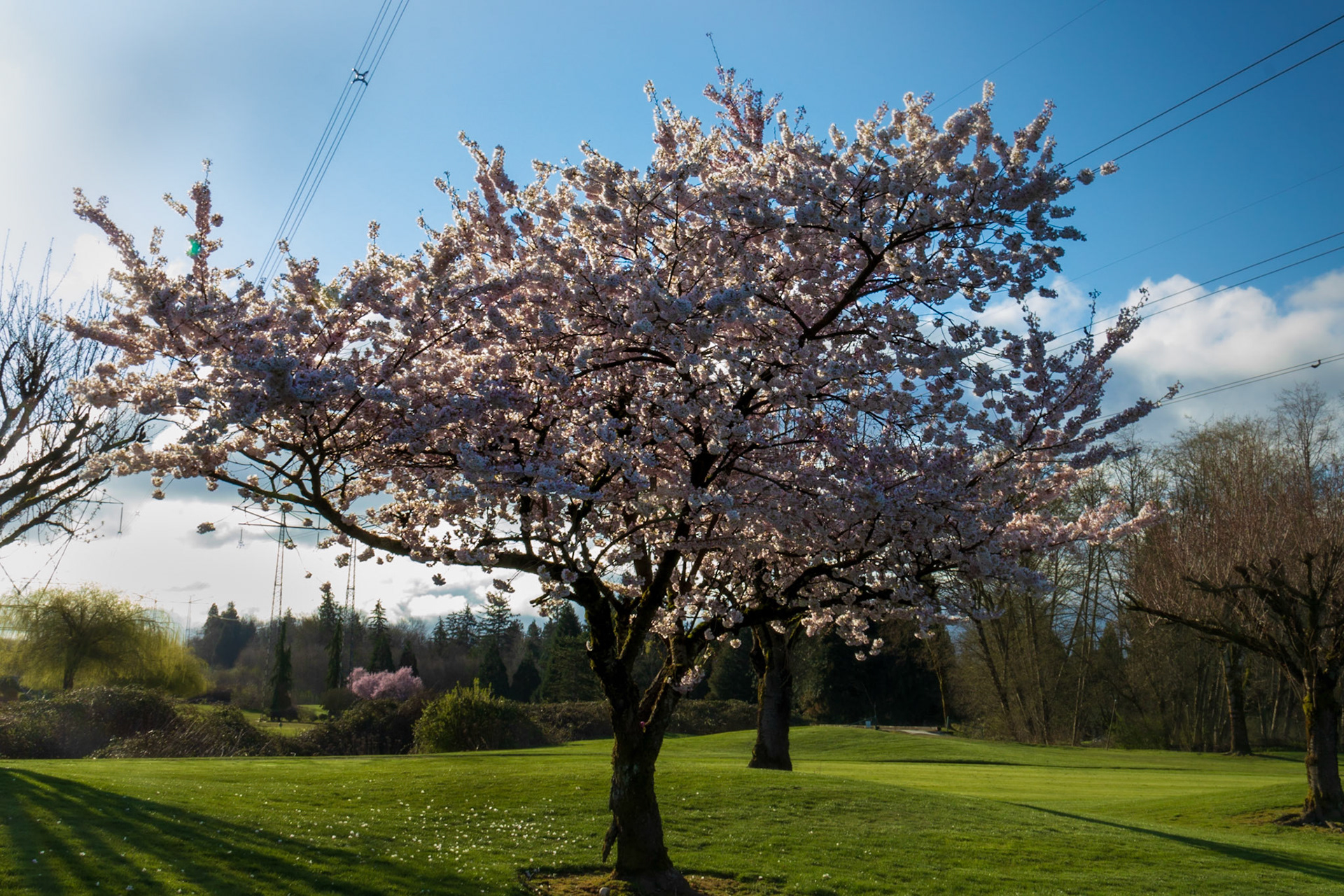 More Blossoms