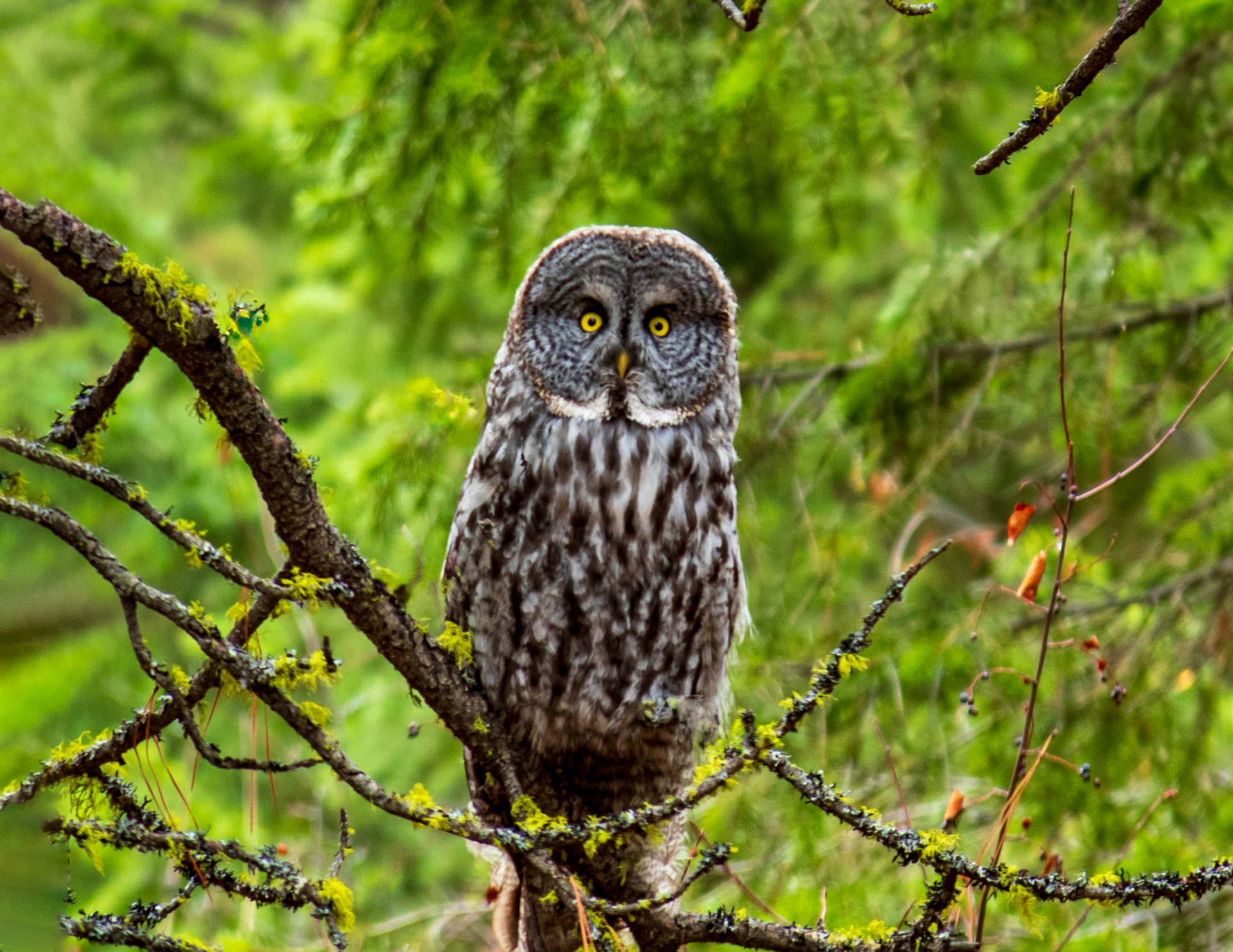 Hoot You Looking At