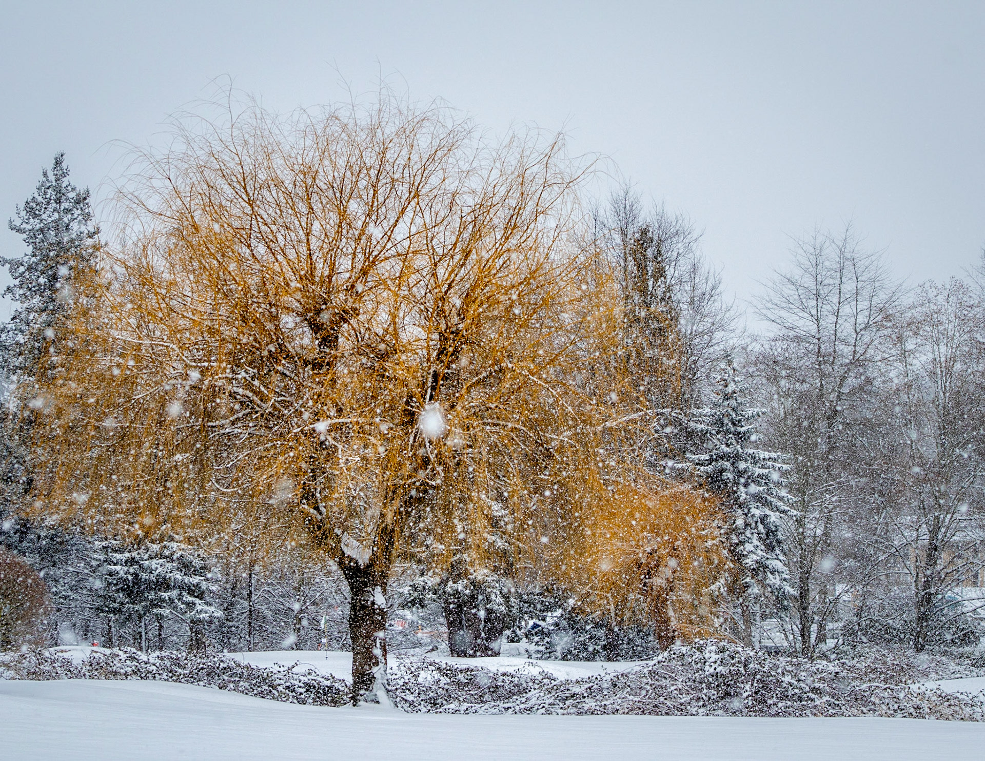 Willow in Snow
