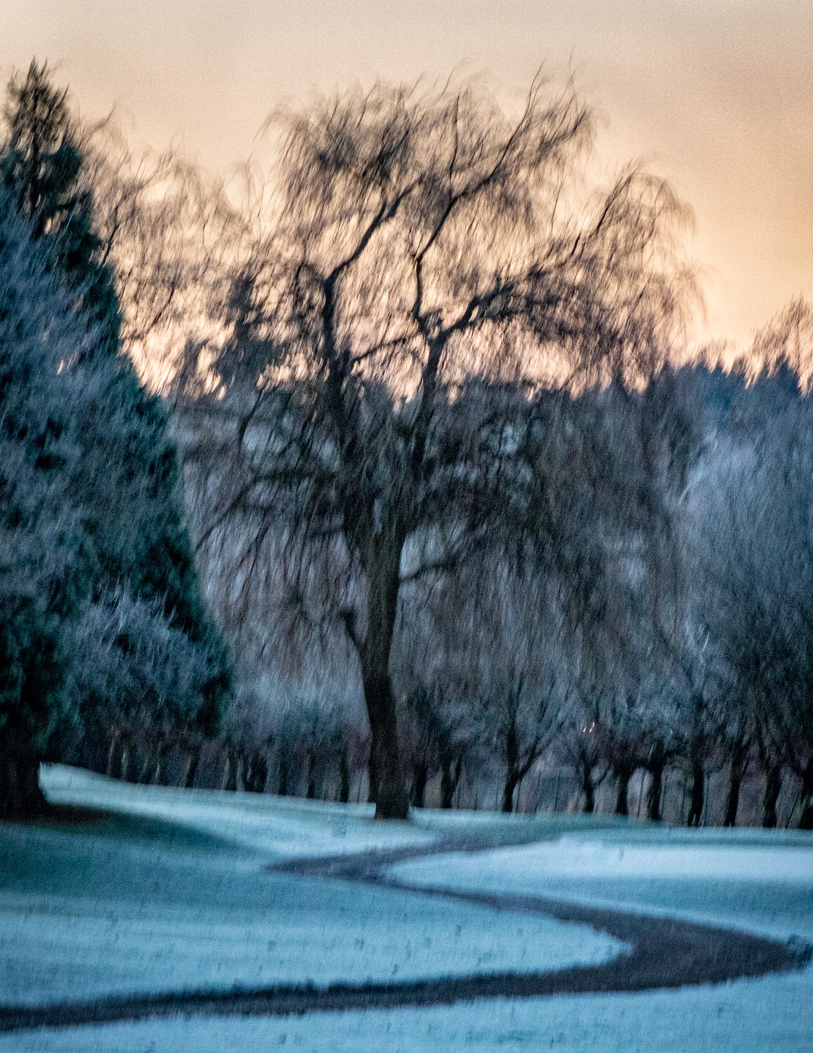 Frosty Winter Willow