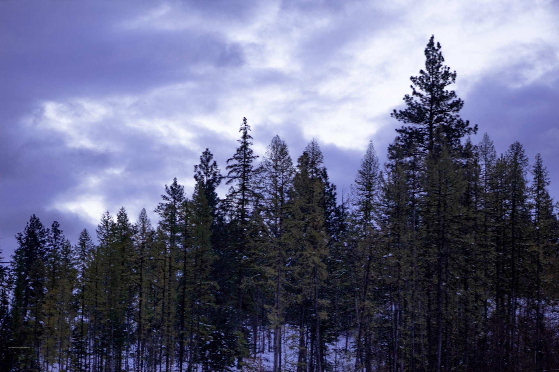 Tree Lined Sky