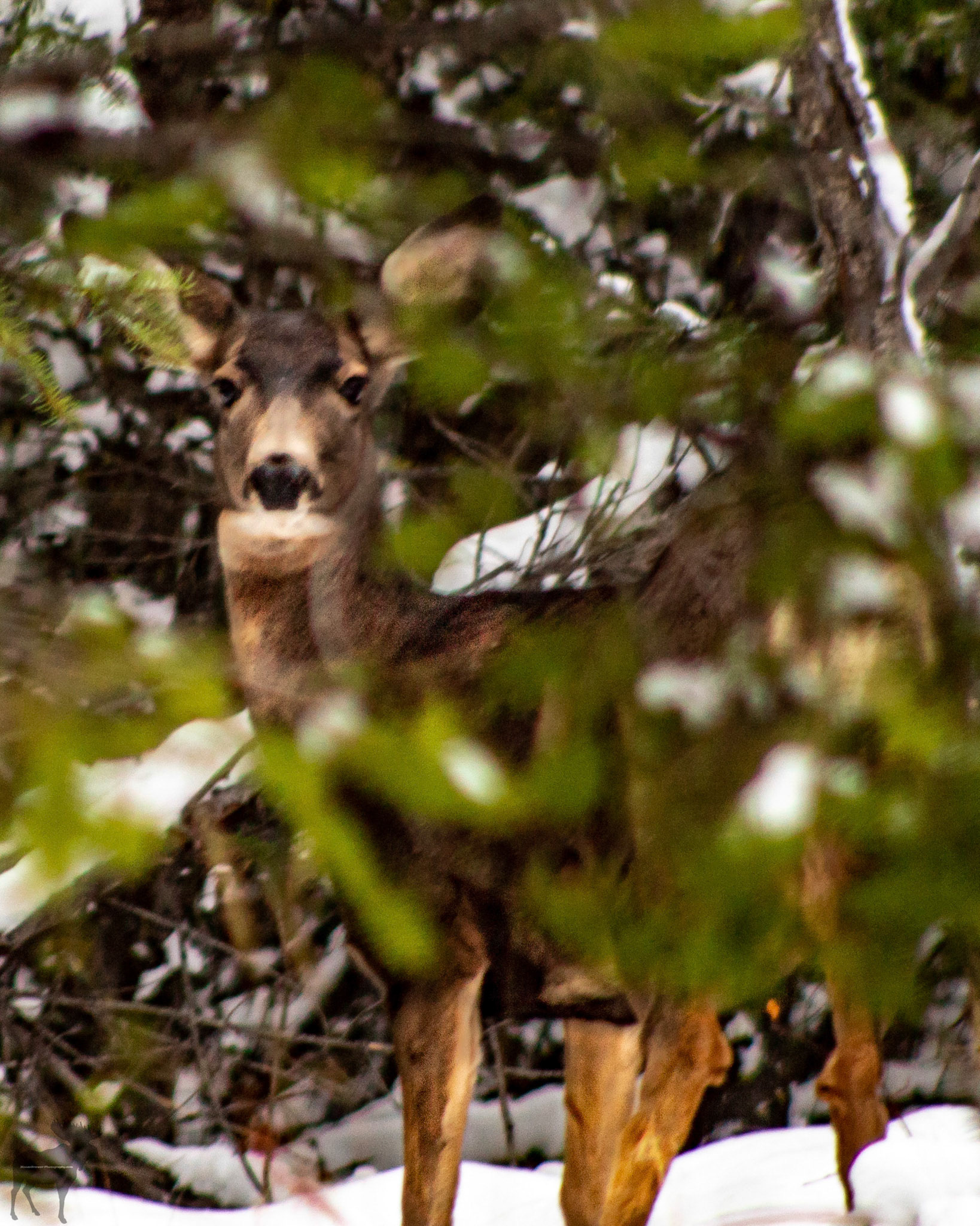Deer in the Trees