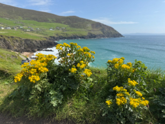Dingle Coast