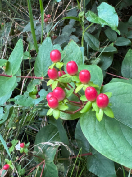 Berries along the River