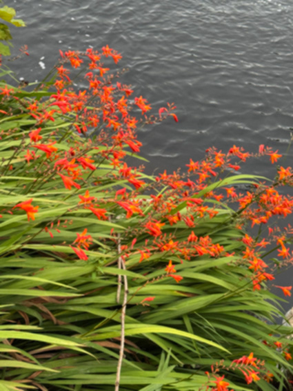 Beautiful flower