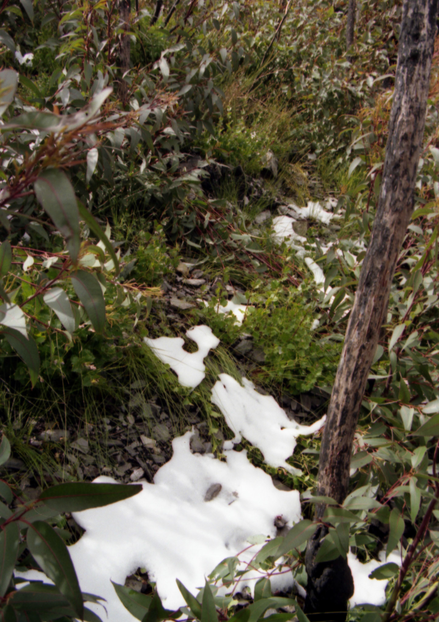 Snow on Bluff Knoll 1992