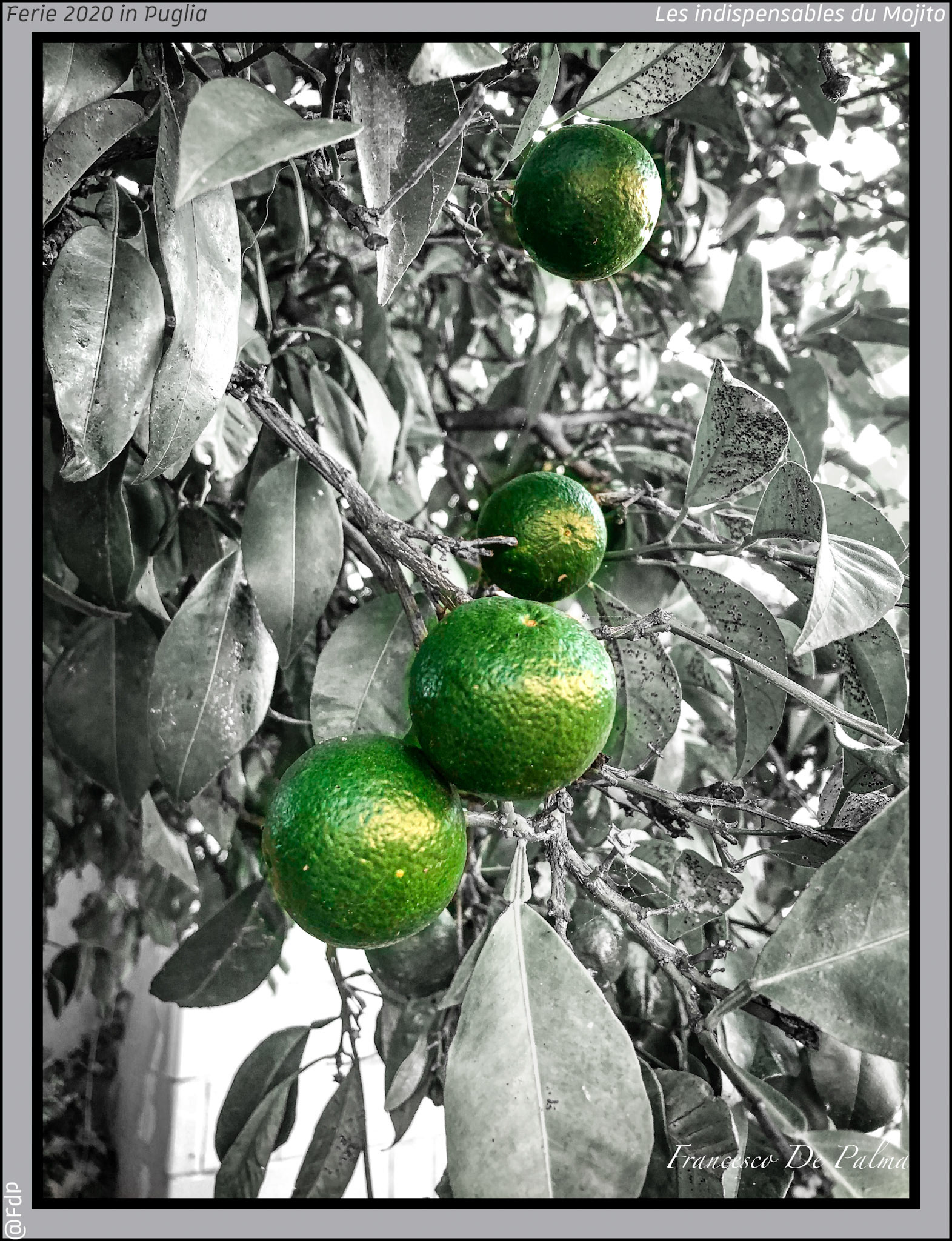 Les indispensables du Mojito