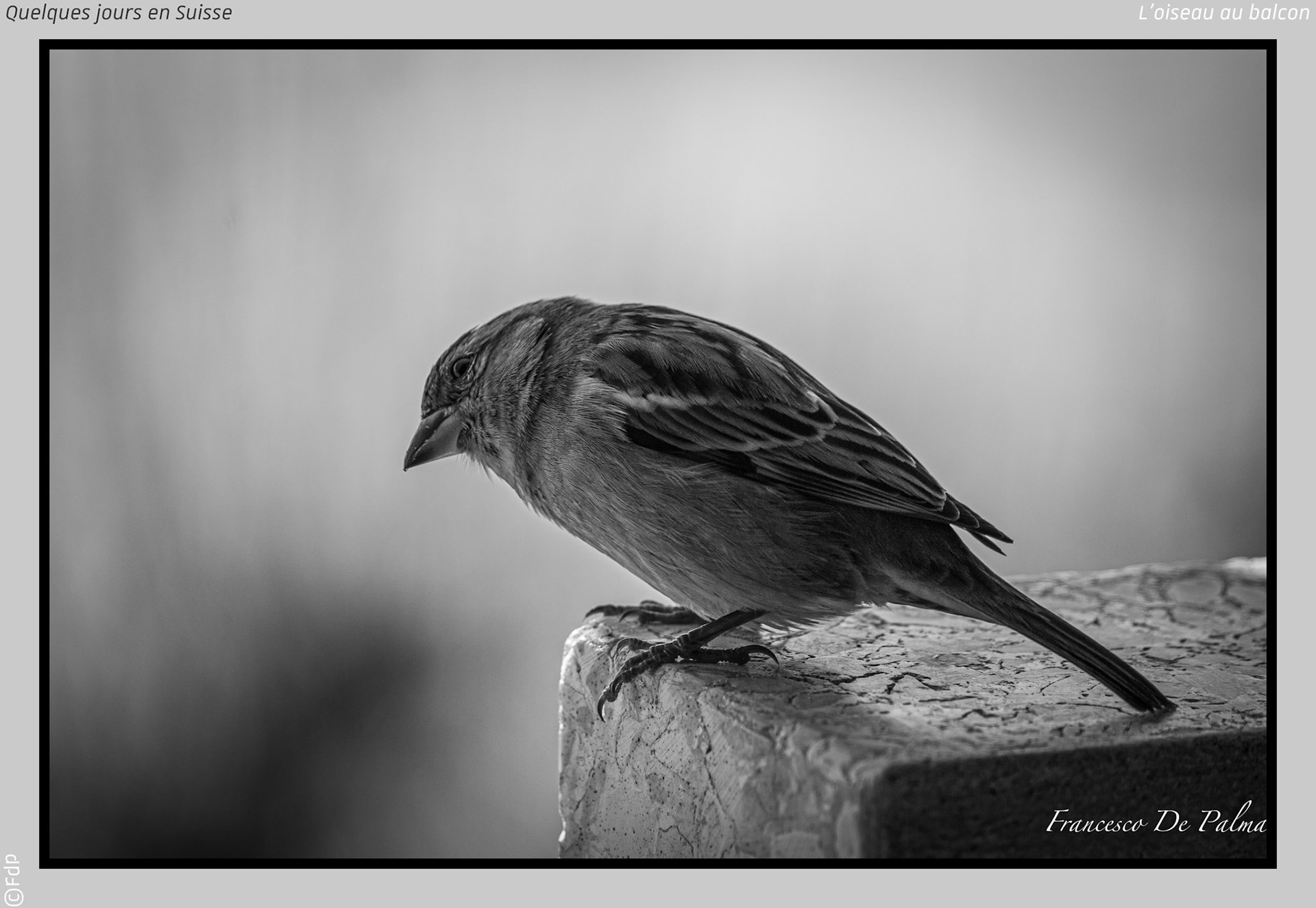 L'oiseau au balcon