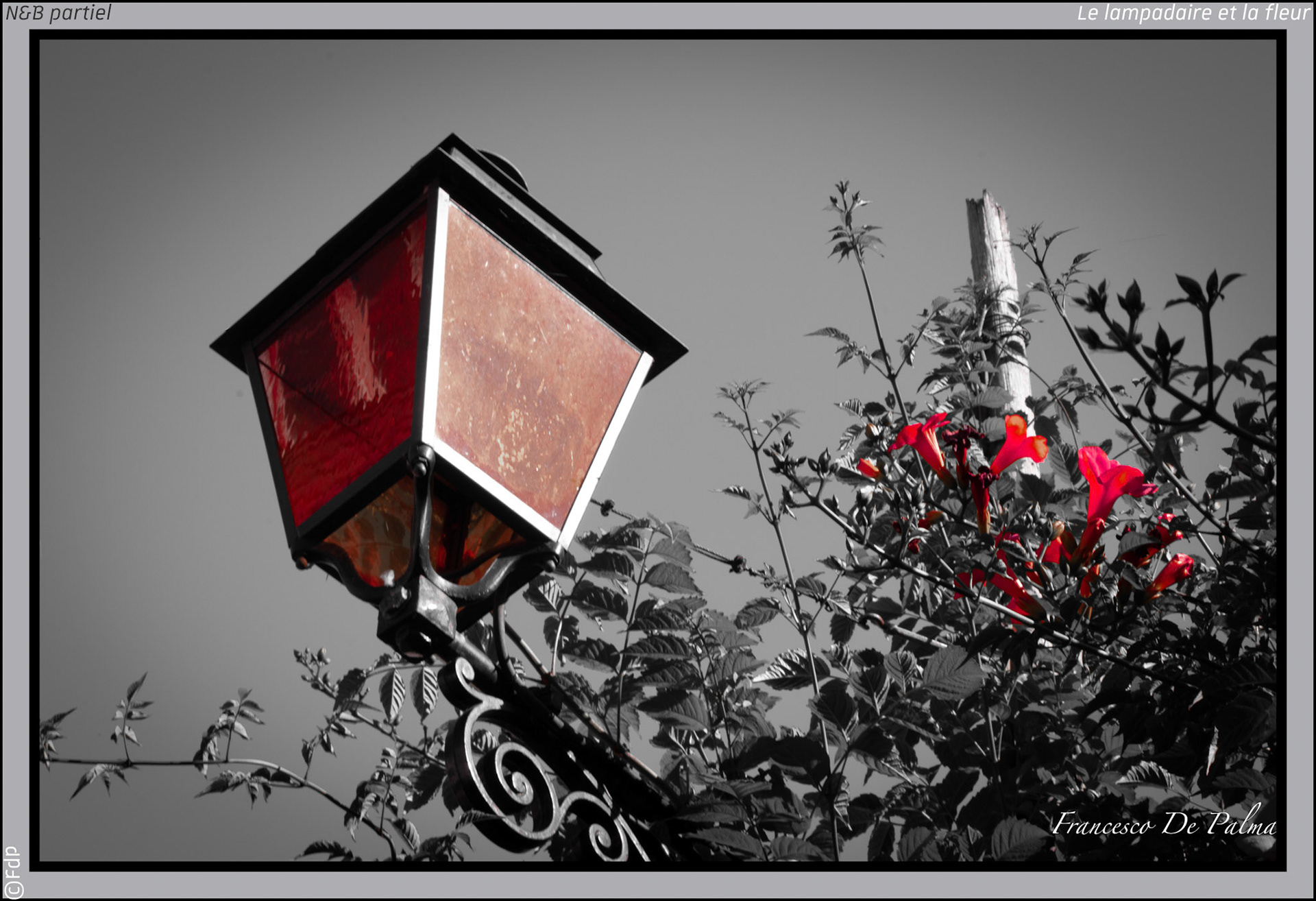 Le lampadaire et la fleur