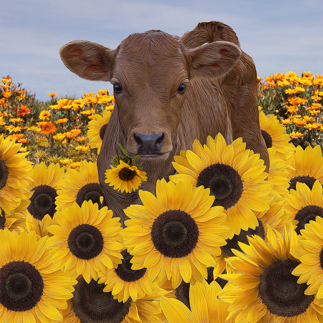 sunflower 2