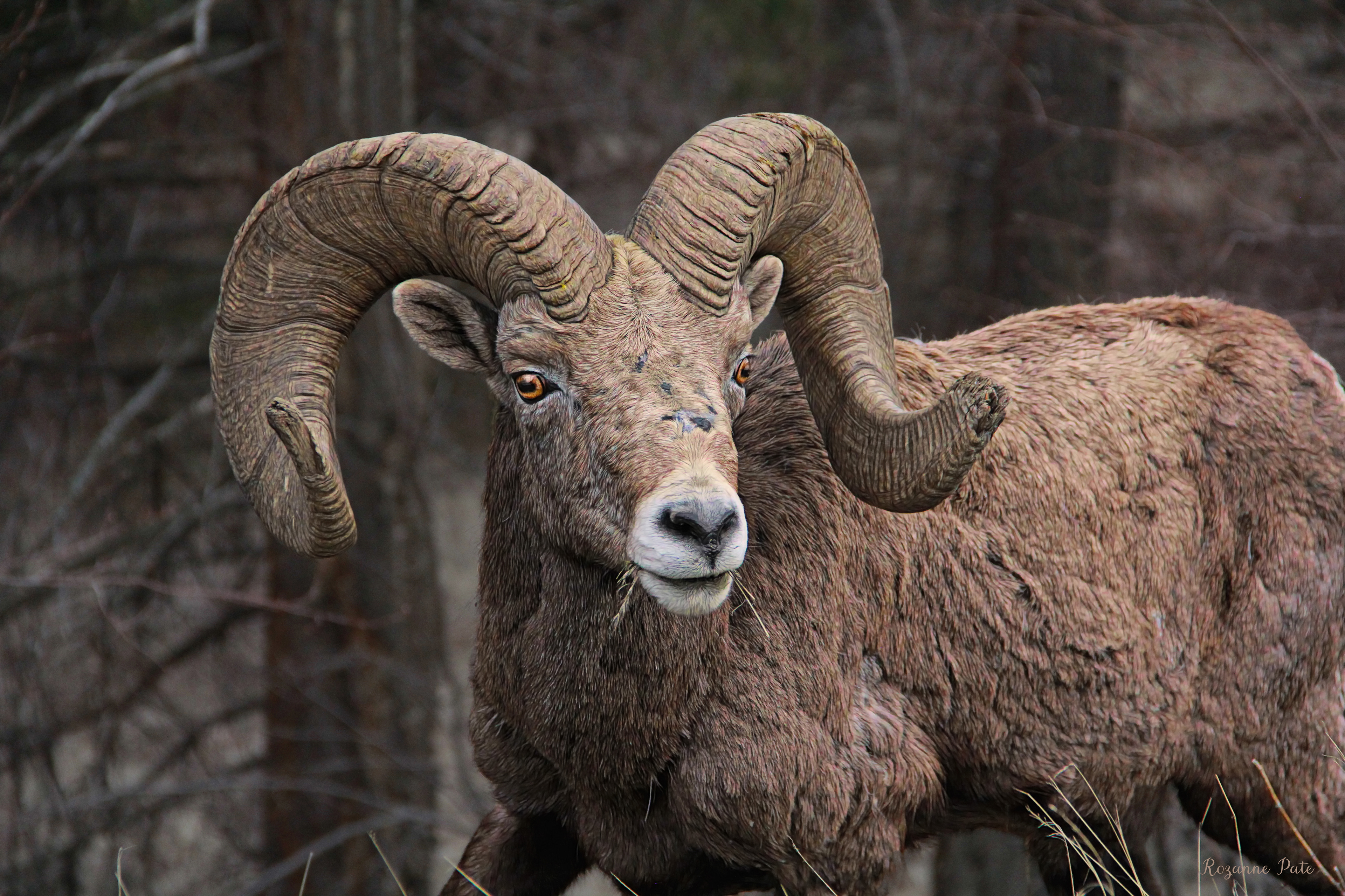Ram