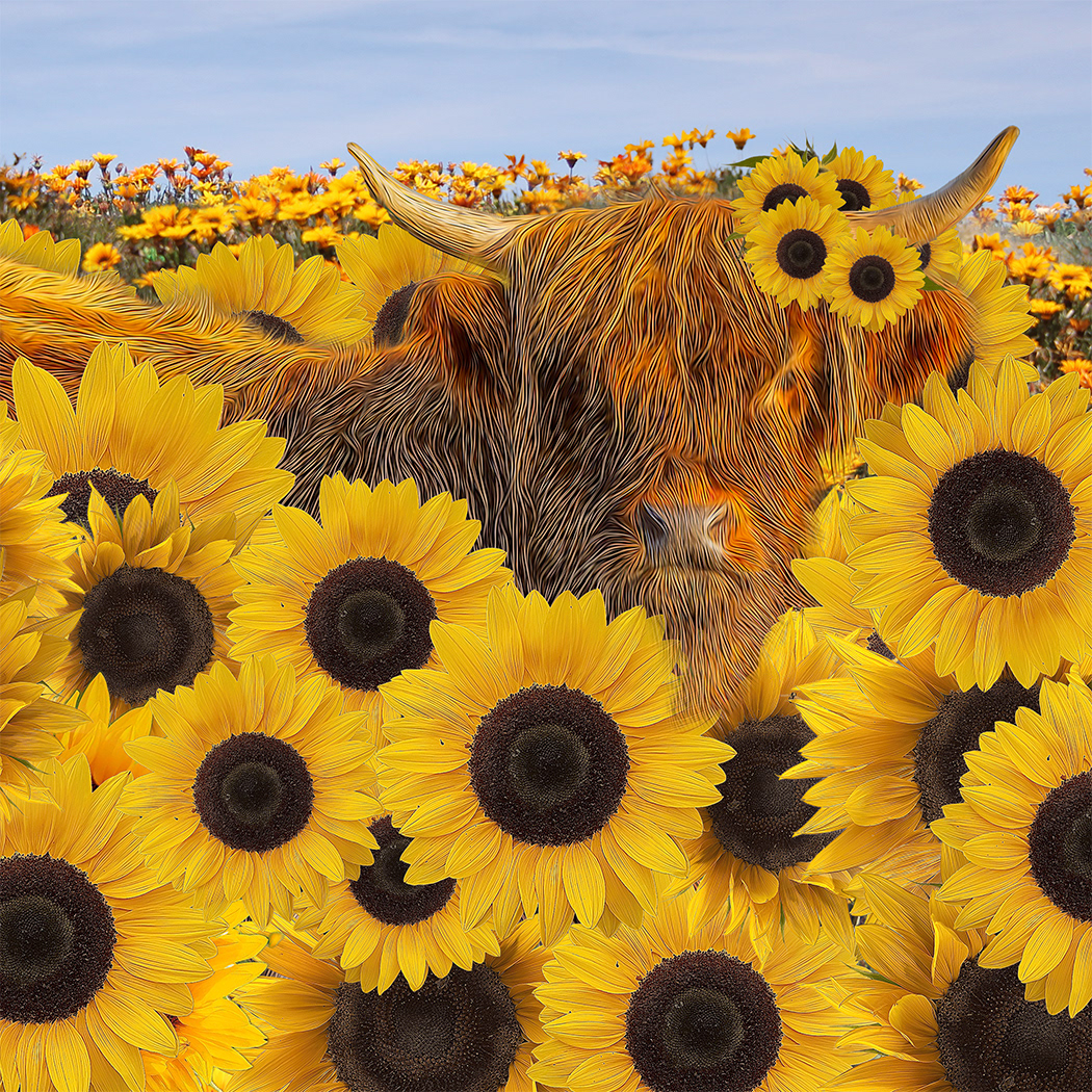 sunflower 3