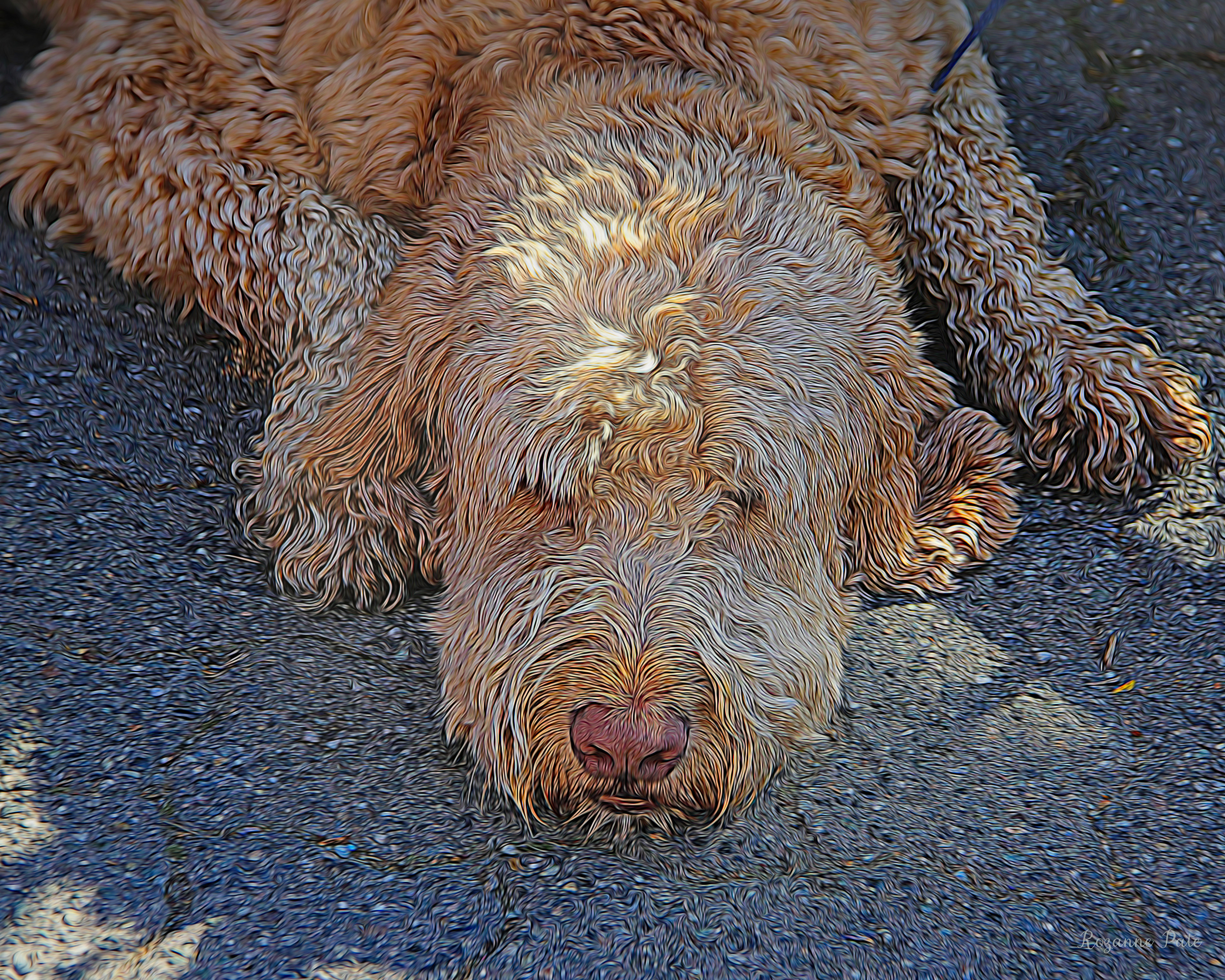 Dog Tired