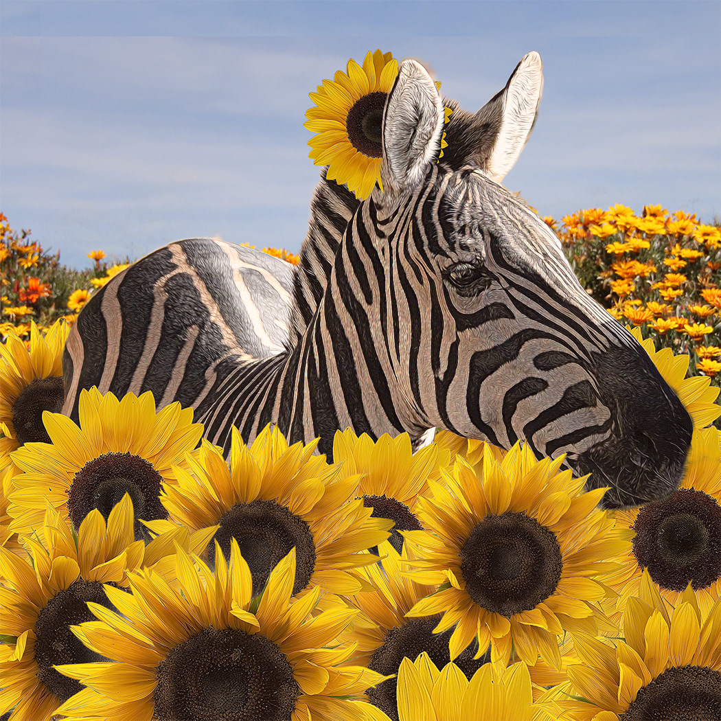 sunflower 4