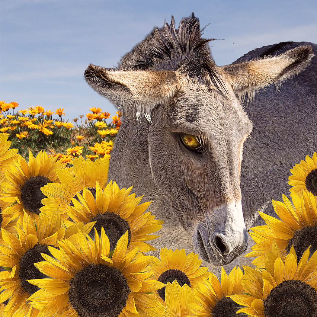 sunflower 1