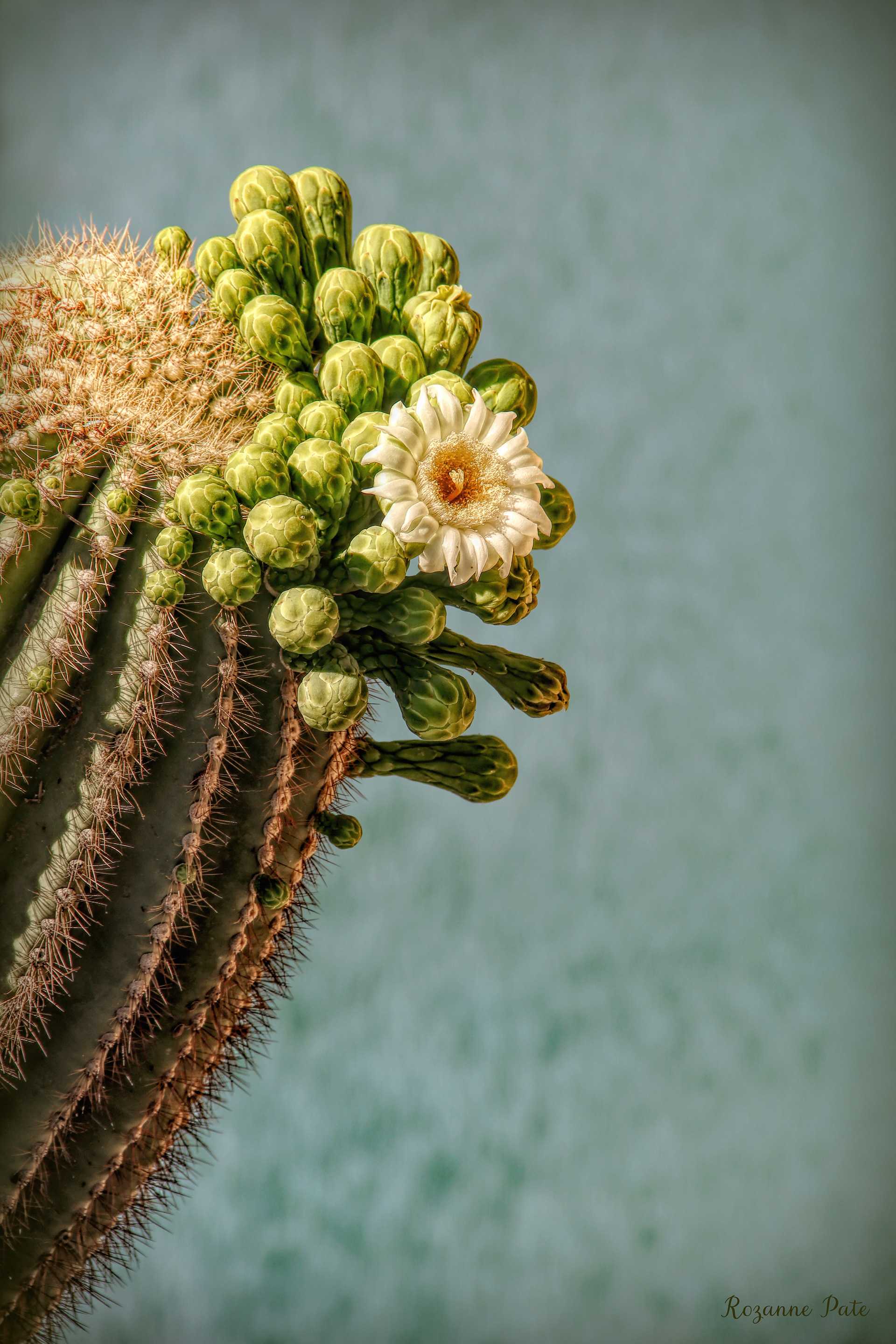 Saguaro