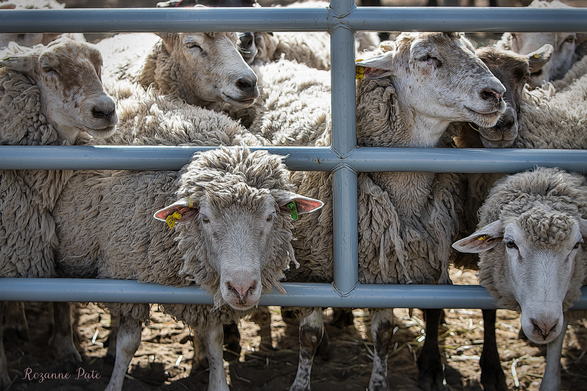 Hay Ewe!
