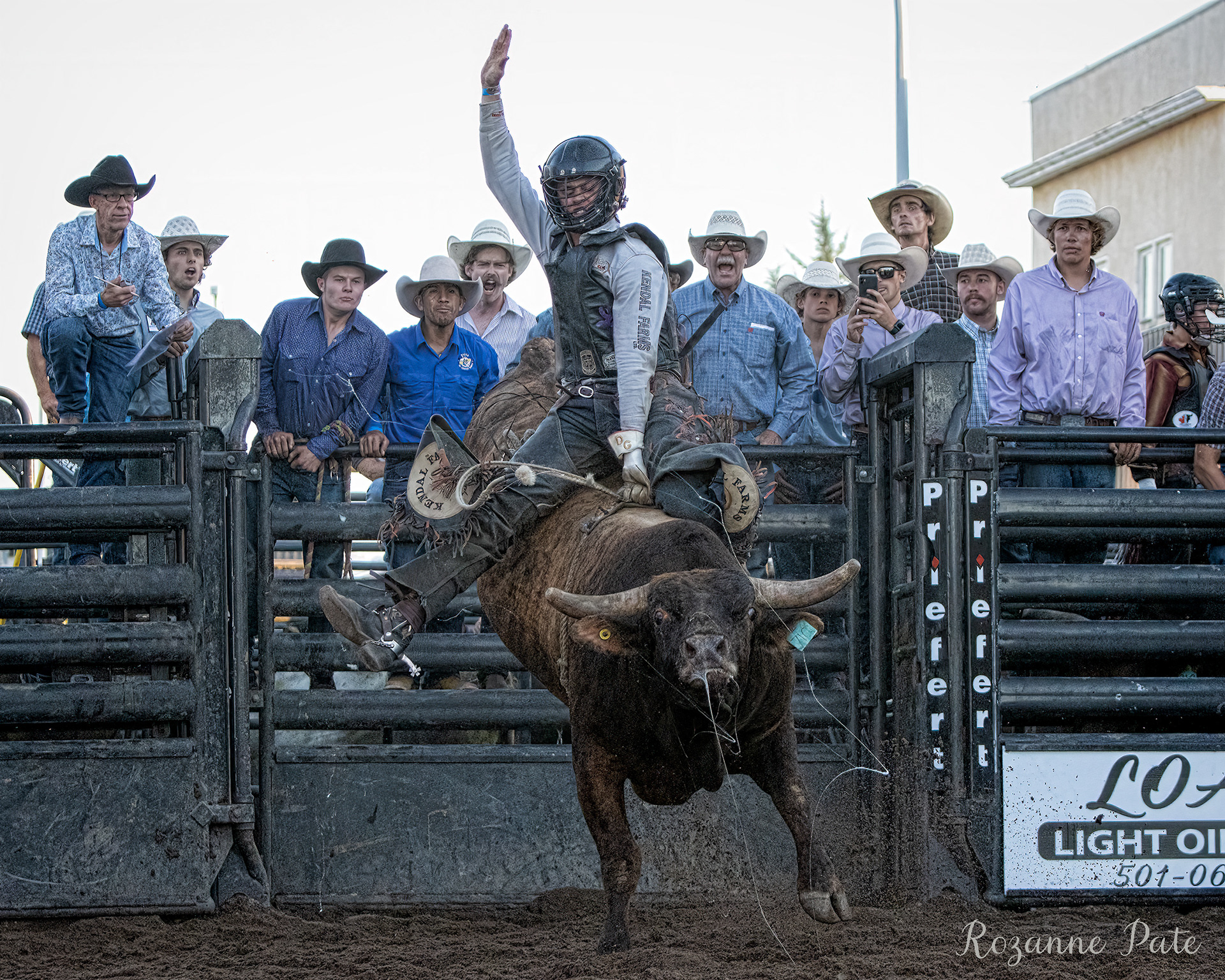 Crazy looking Bull