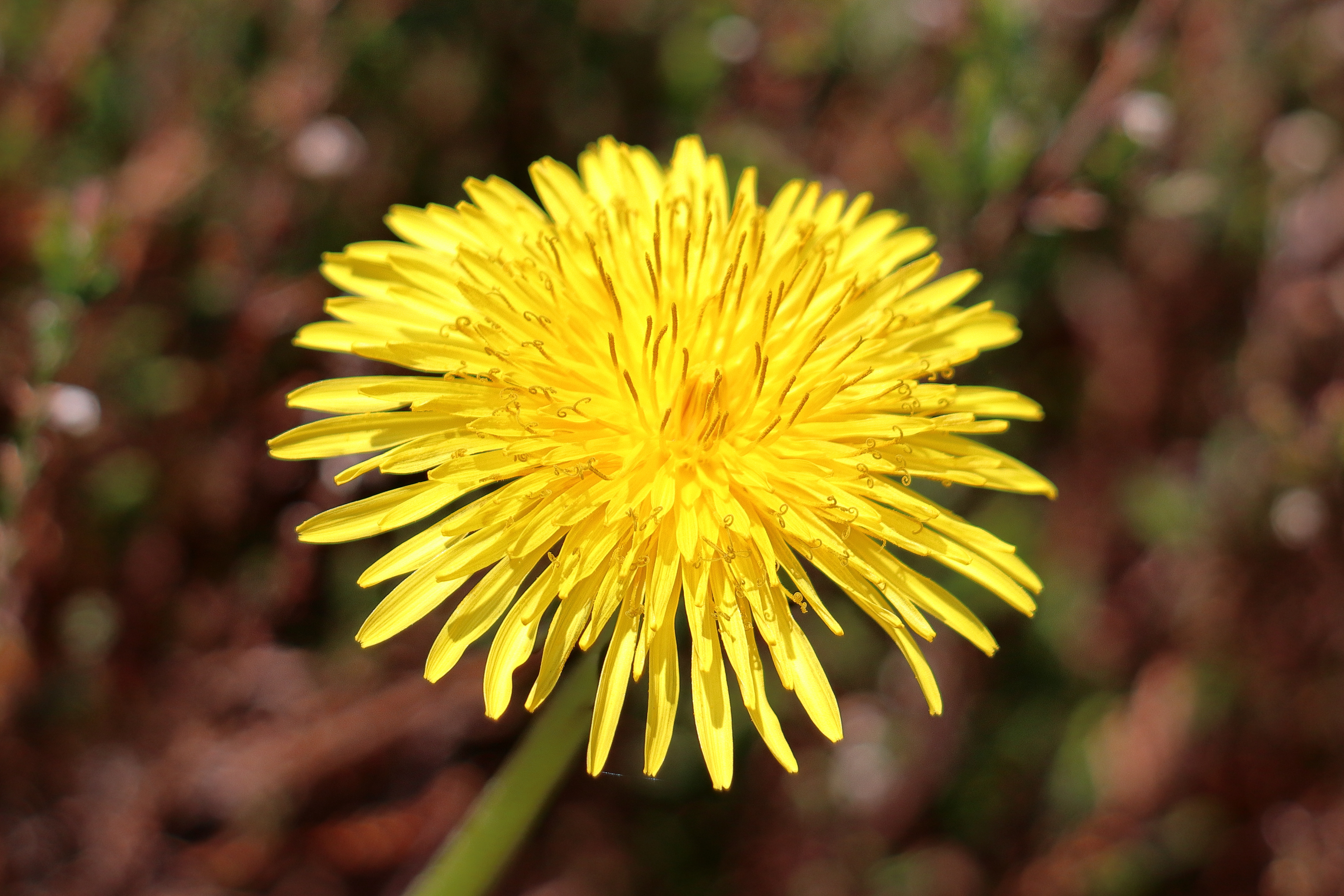 Taraxacum officinale agg 