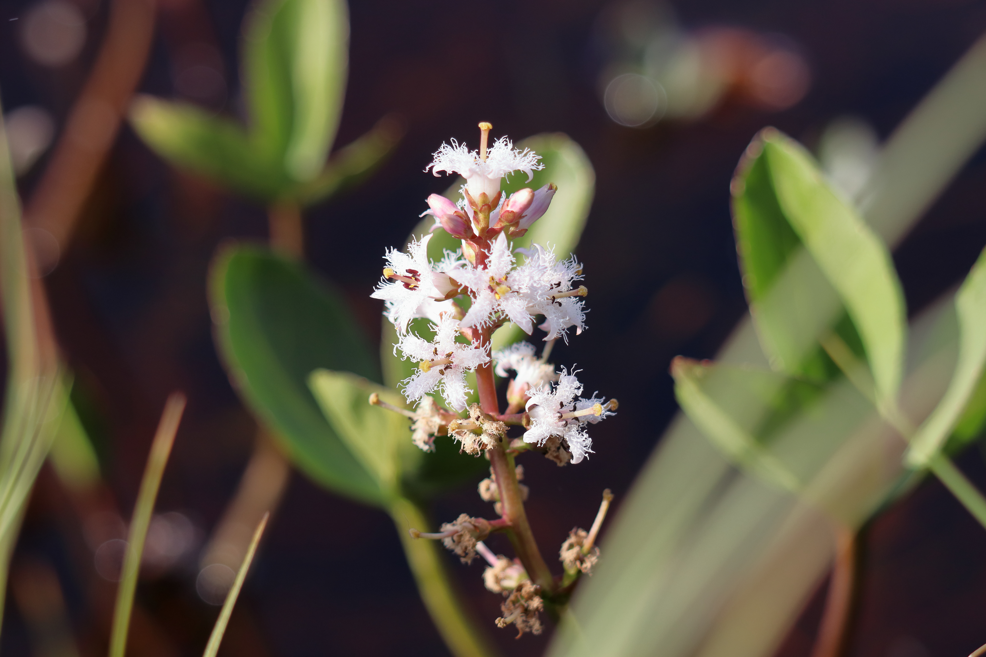 Menyanthes trifoliata 