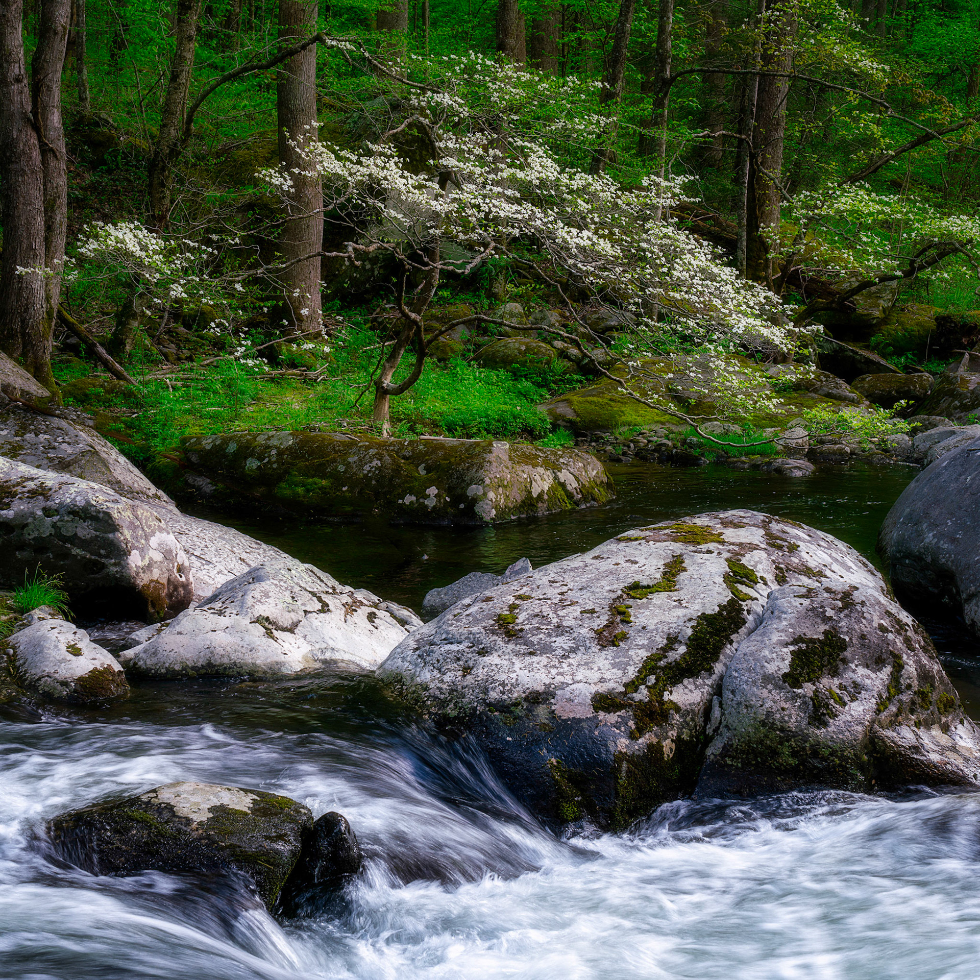 Dogwood over a creek
