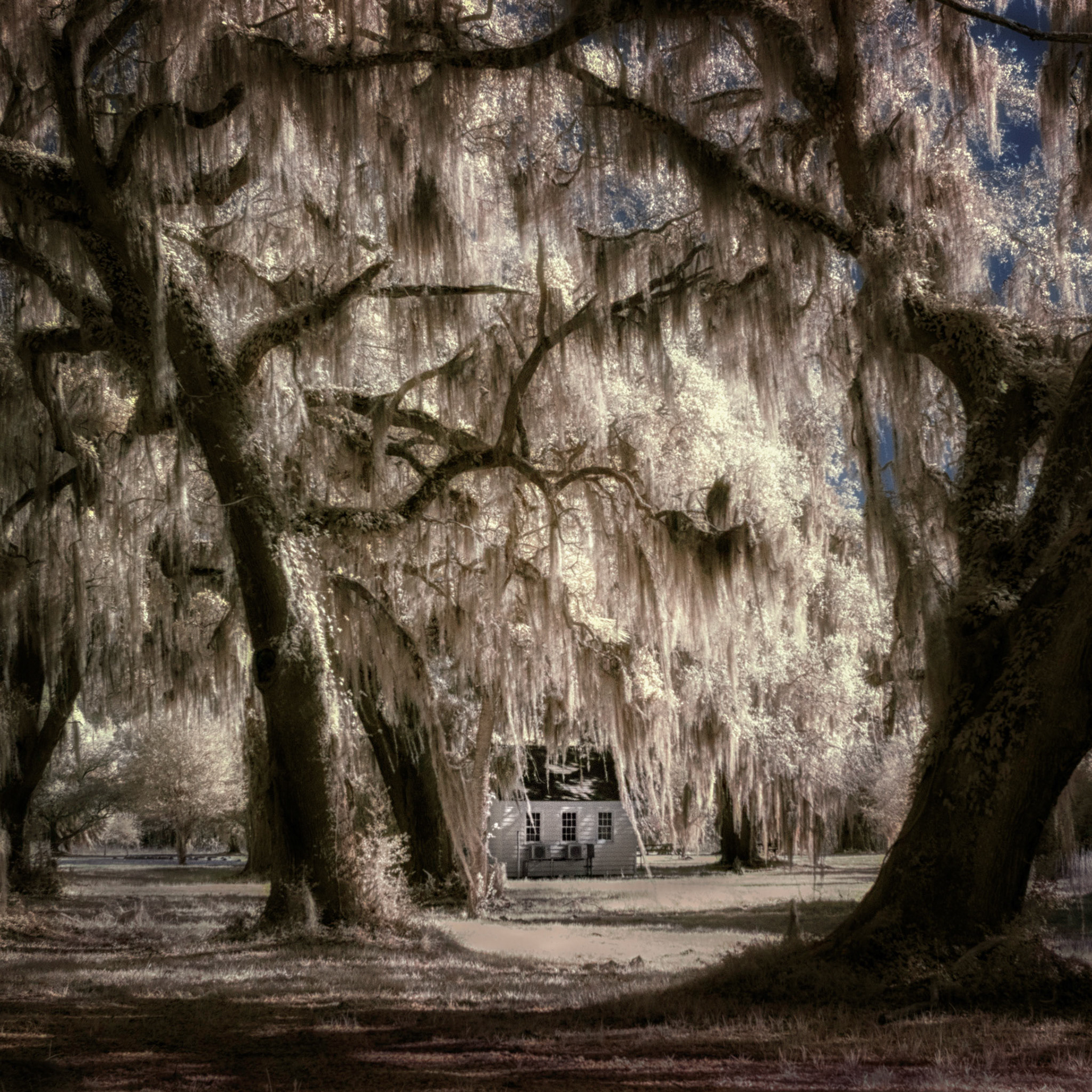 Spanish moss house