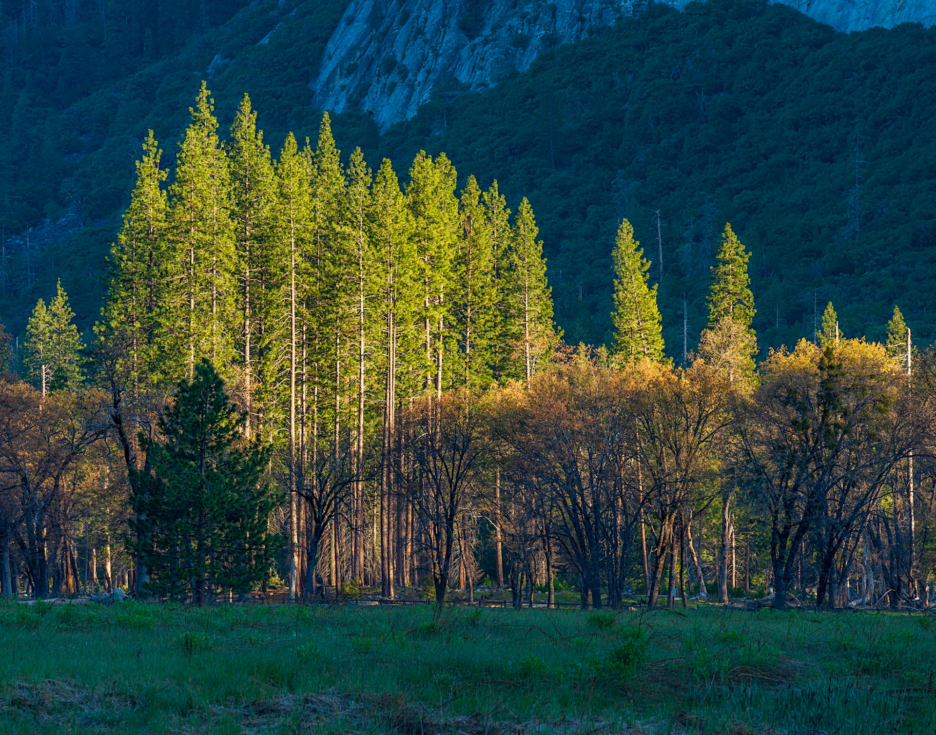 Sunrise over the trees