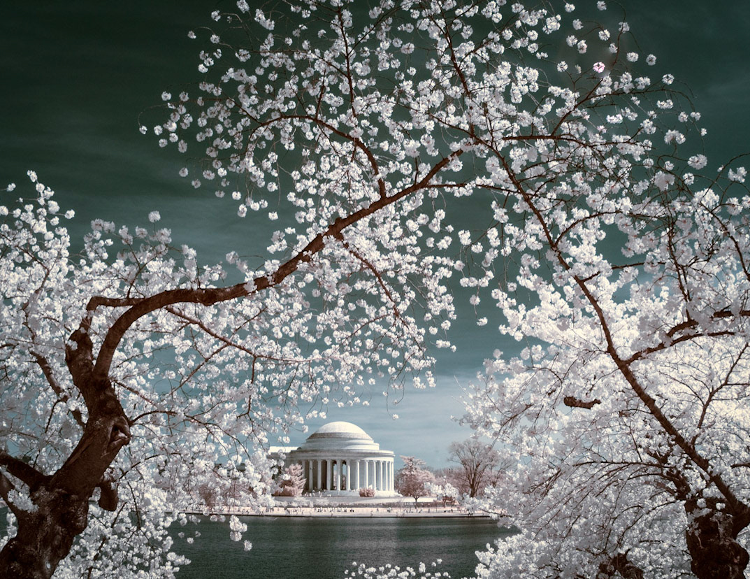 Cherry blossoms over Jefferson