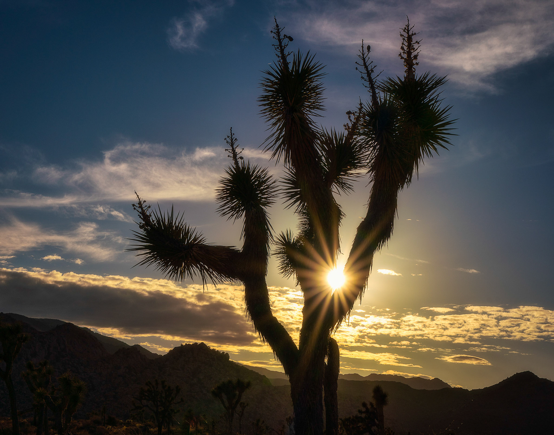 Joshua tree sunburst